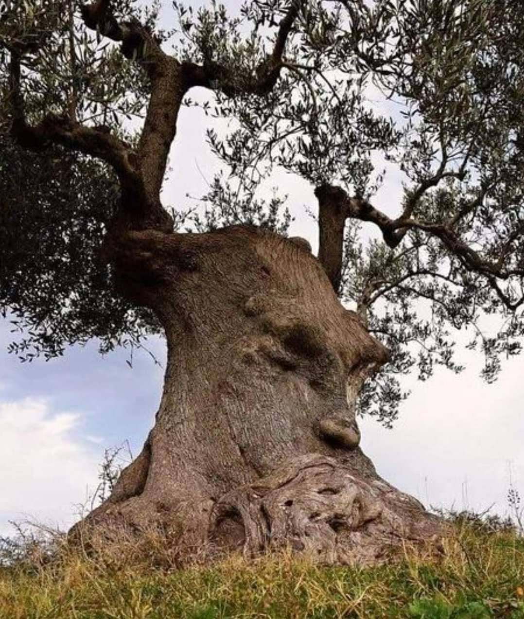 How did I get to this life? - The photo, Tree, Olive tree, Italy, Reflections