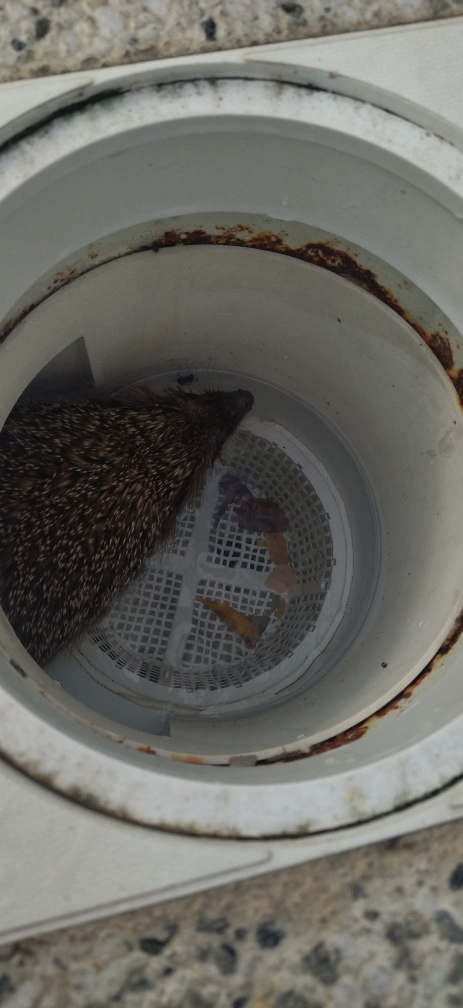 Ebzhik - My, Longpost, Hedgehog, Wild animals, Swimming pool