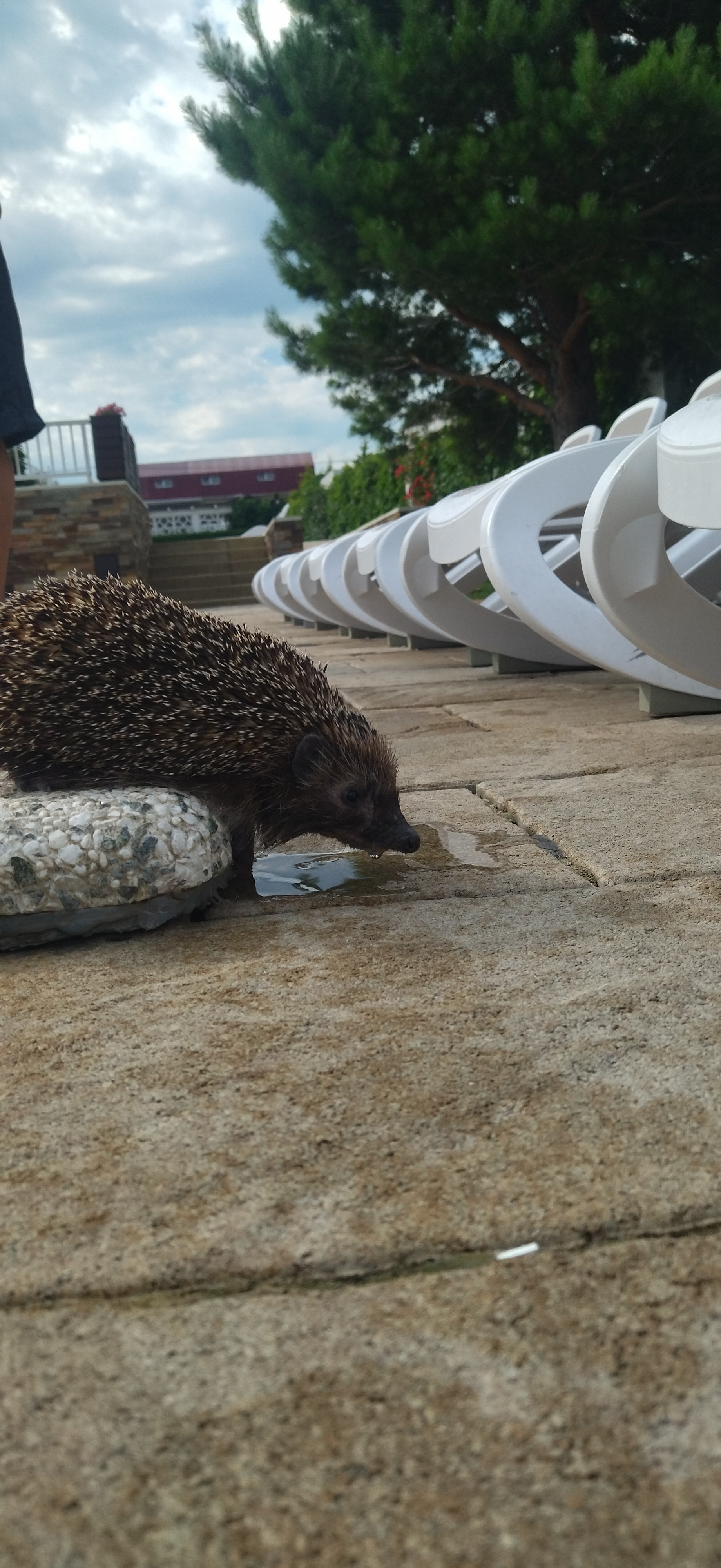 Ebzhik - My, Longpost, Hedgehog, Wild animals, Swimming pool