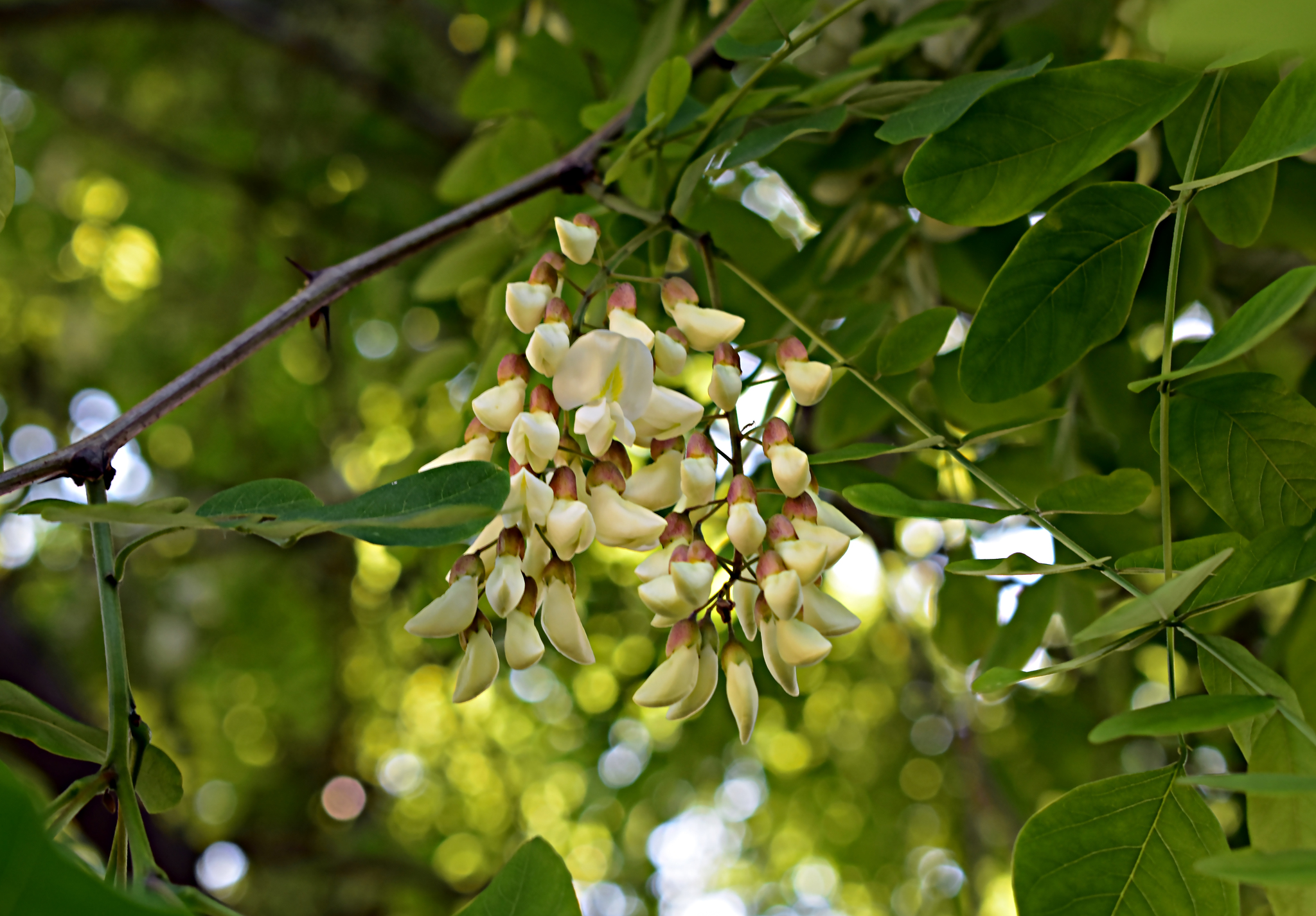 Acacia bloom time - My, Vladivostok, The photo, Primorsky Krai, The park, Plants, Bloom, beauty of nature, Nature