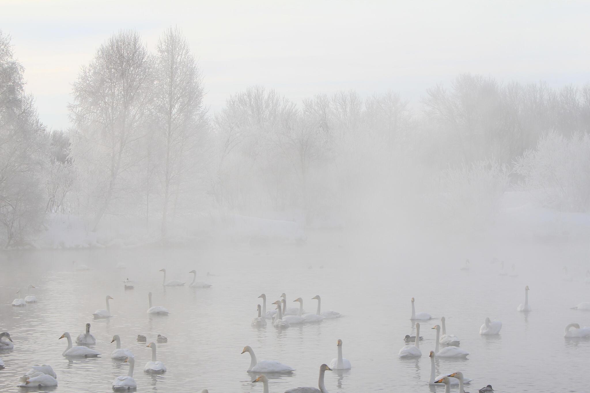 Lake Svetloe (Swan) in the Altai Territory - My, The nature of Russia, Nature, Lake, Siberia, beauty of nature, Altai region, Swans, Duck, Swan Lake, Fog, Winter, Russia, beauty, Mobile photography, Landscape, Birds, Tree, Snow, Gotta go, Wintering, Longpost