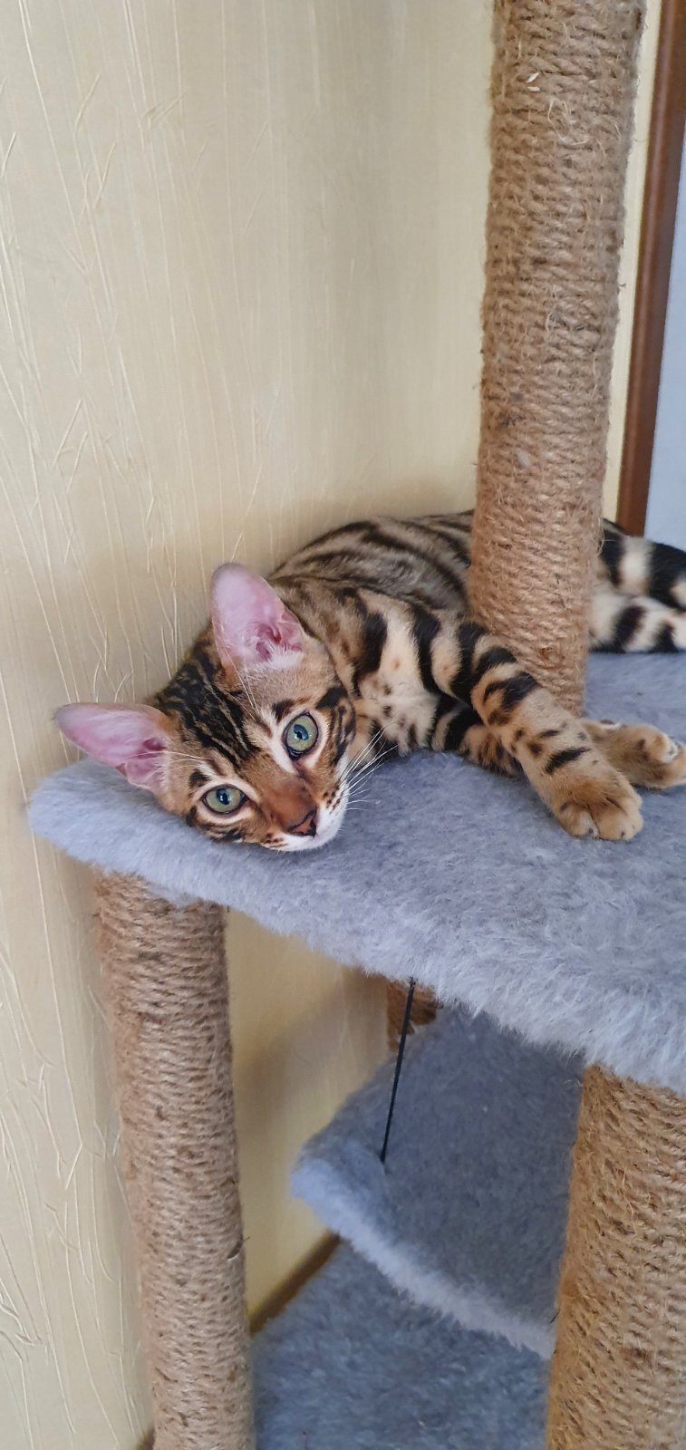 And here is my kitten! Meet Amur-r-r!) - My, Kittens, Bengal cat, Paws, Video, Vertical video, Longpost, cat