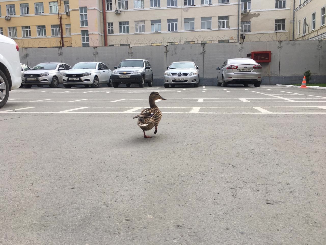 Во дворе главка свердловской полиции в центре Екатеринбурга поселилась  семья уток | Пикабу