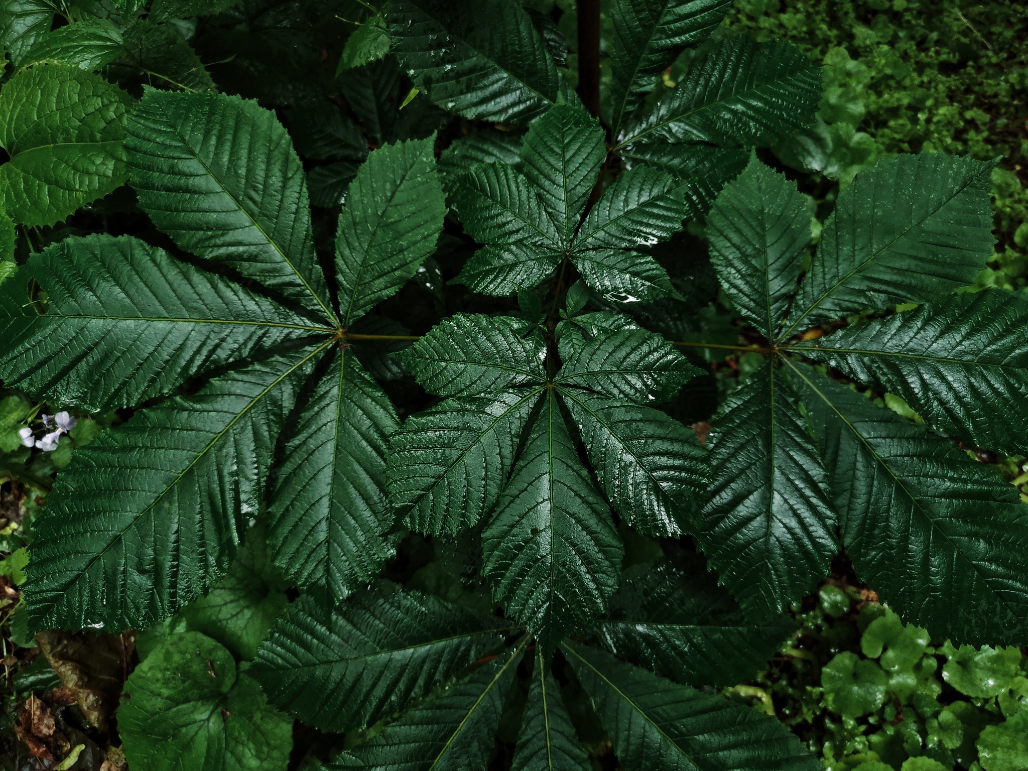 Chestnut - My, Huawei p20 PRO, Mobile photography, The photo, Nature