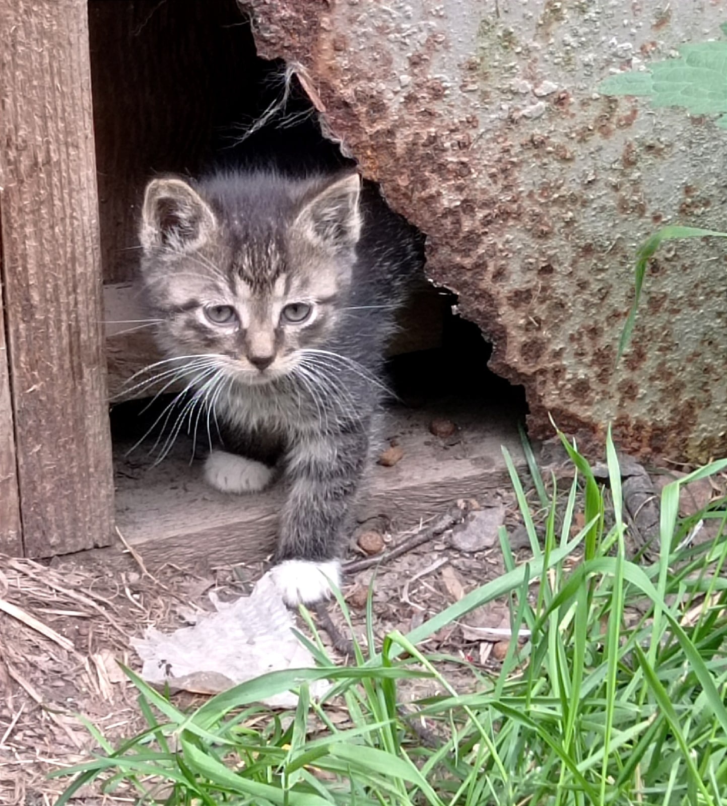 Babies looking for a home! - My, Homeless animals, Helping animals, In good hands, Animal Rescue, Leningrad region, Longpost, cat, Overexposure