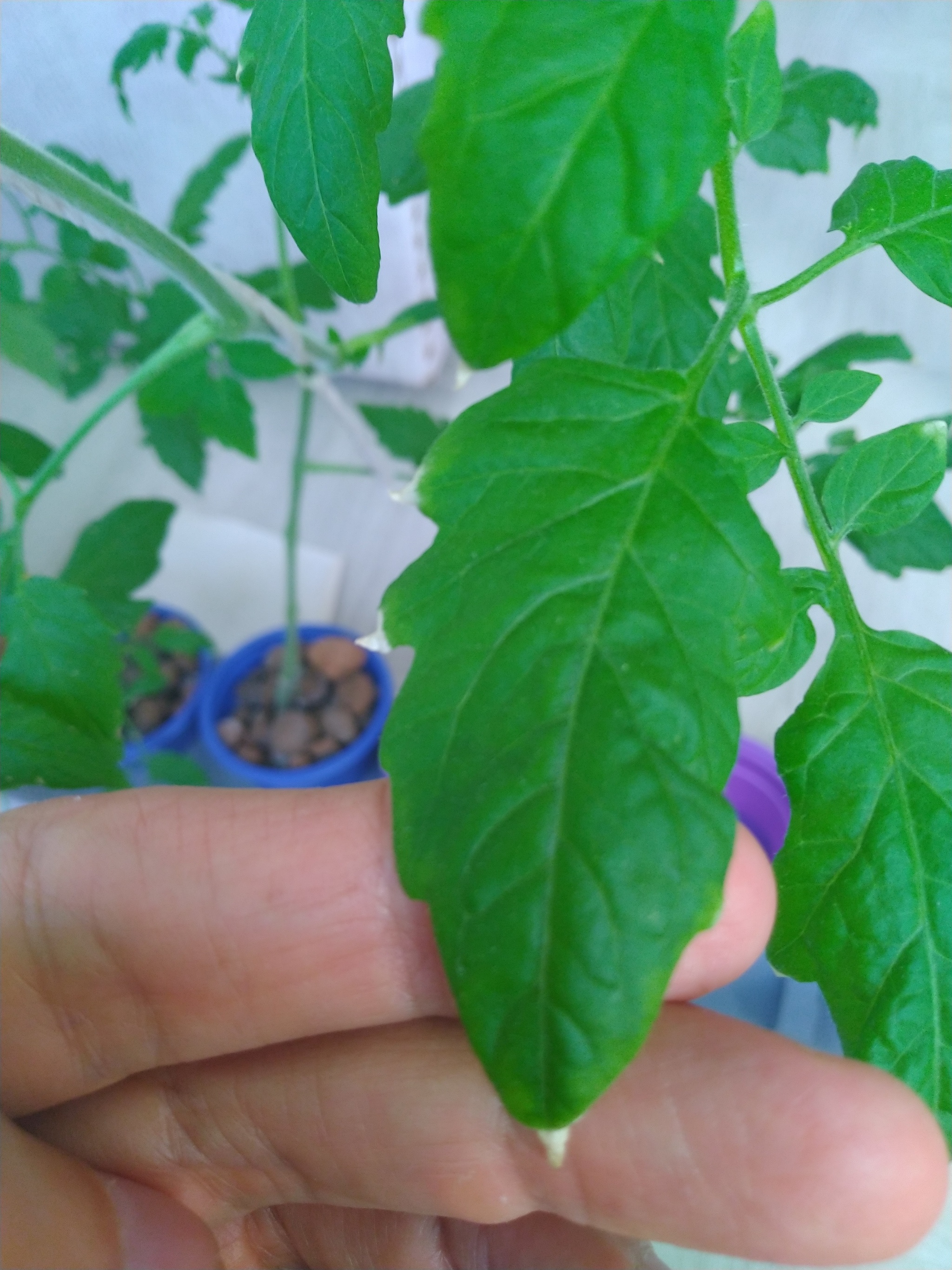 Hydroponics. - My, Hydroponics, Tomatoes, Longpost