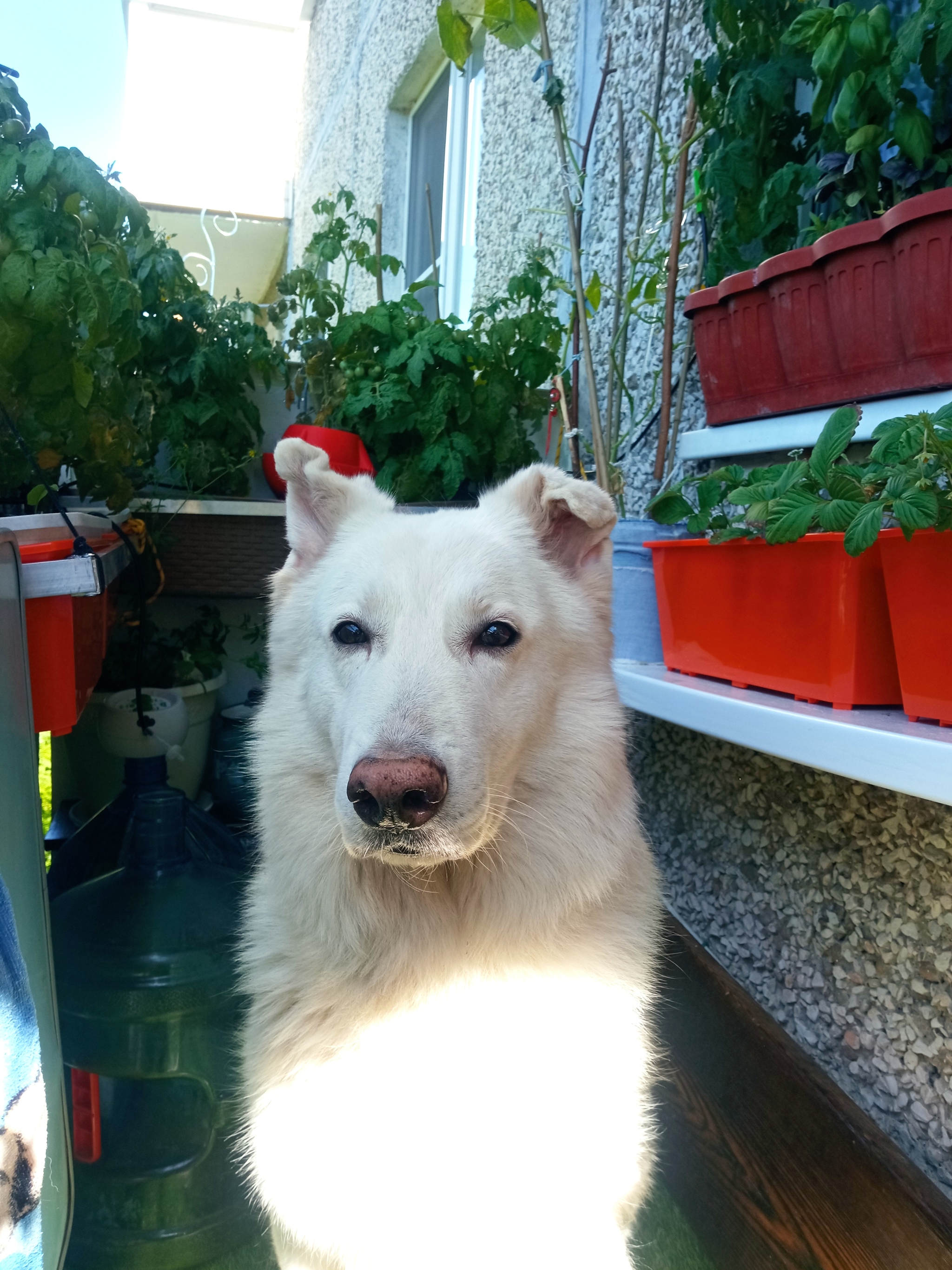 Some photos on the balcony - My, Pets, cat, Dog, Harvest, Longpost