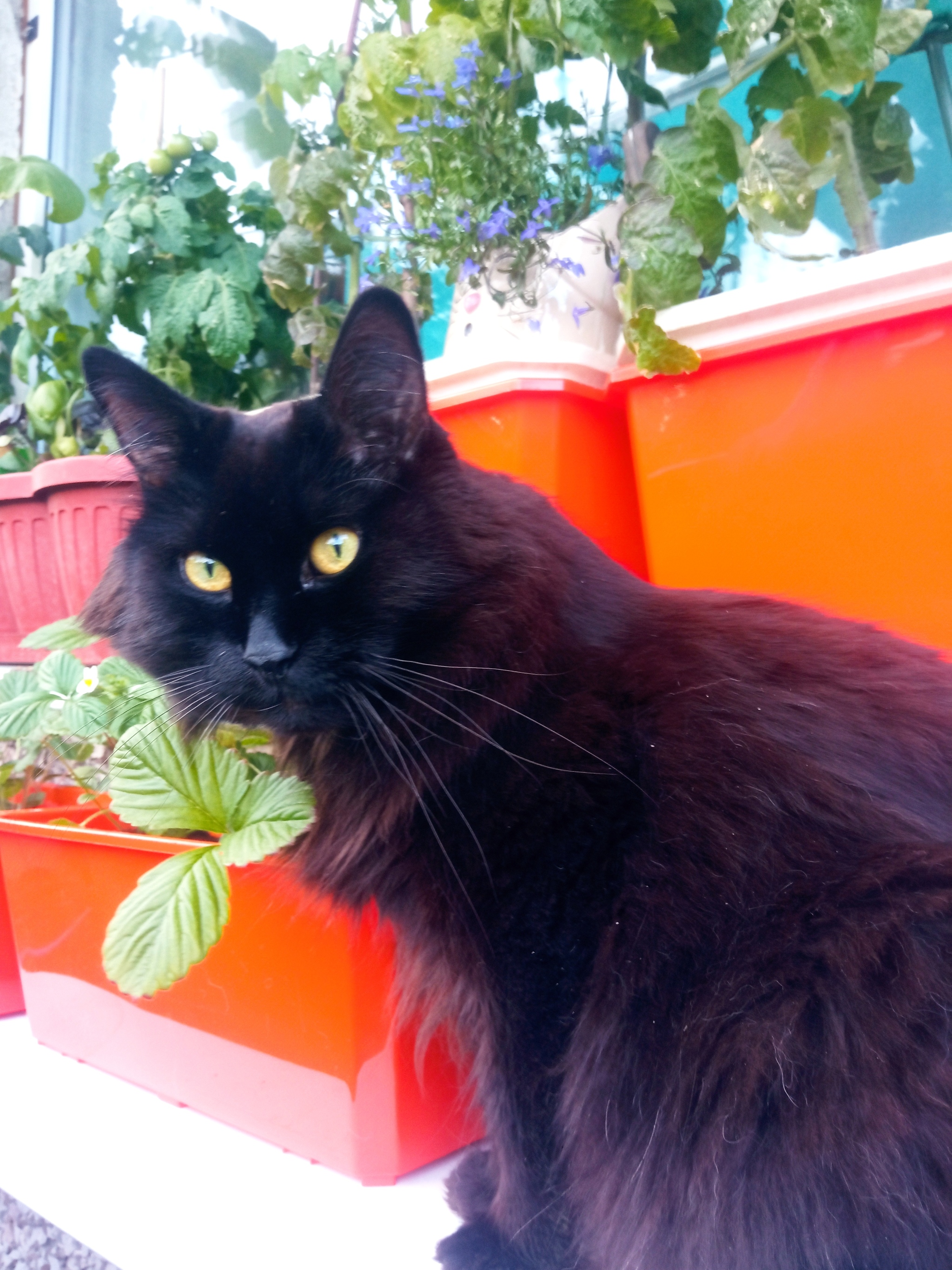 Some photos on the balcony - My, Pets, cat, Dog, Harvest, Longpost