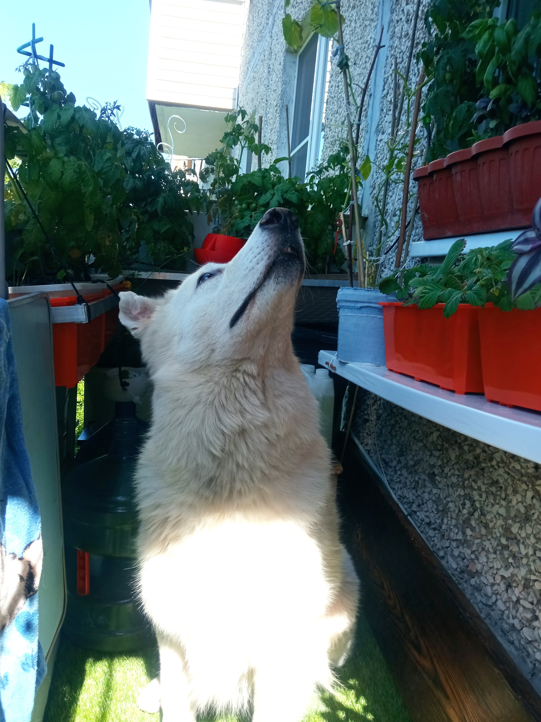 Some photos on the balcony - My, Pets, cat, Dog, Harvest, Longpost