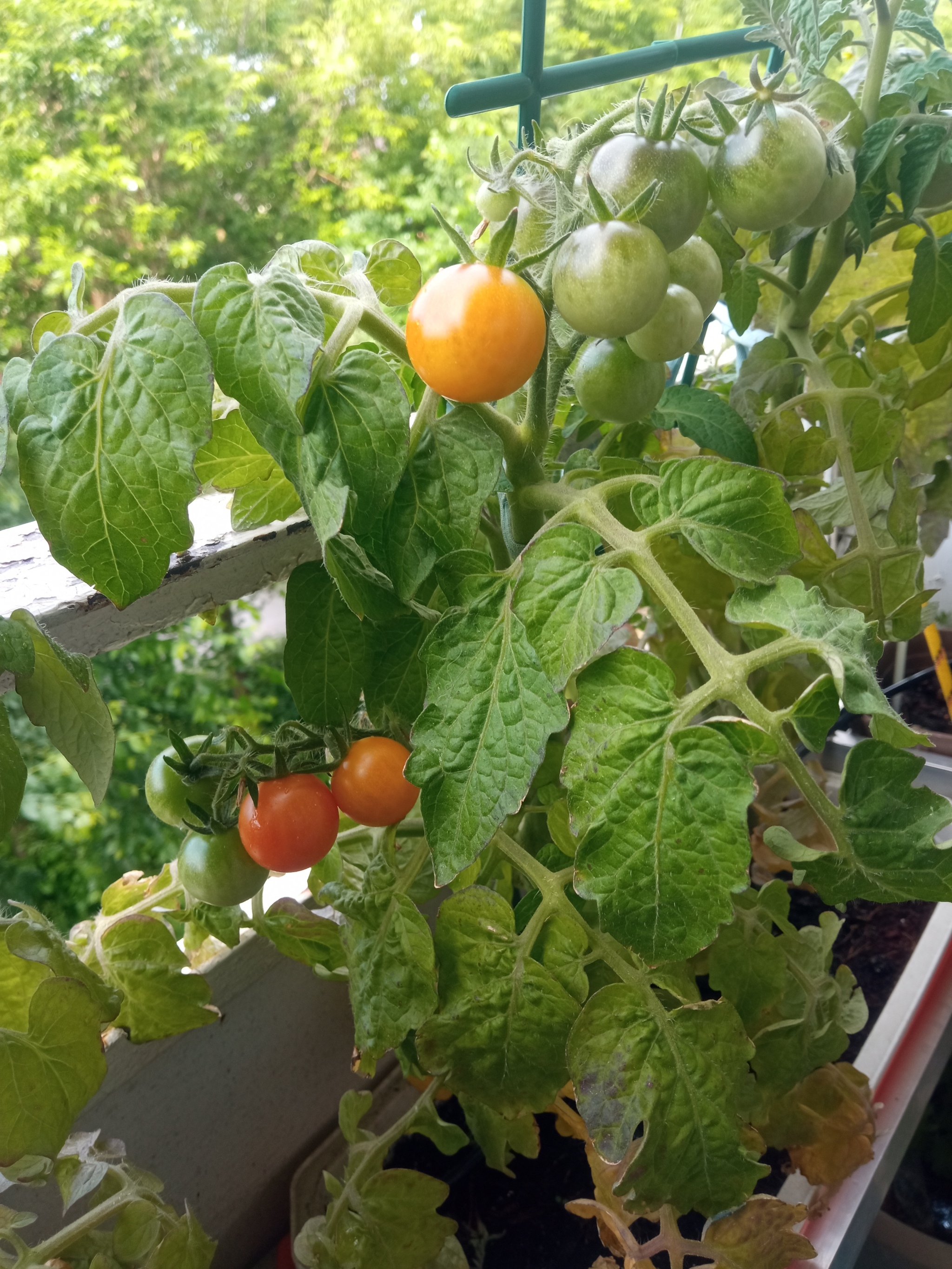 Some photos on the balcony - My, Pets, cat, Dog, Harvest, Longpost