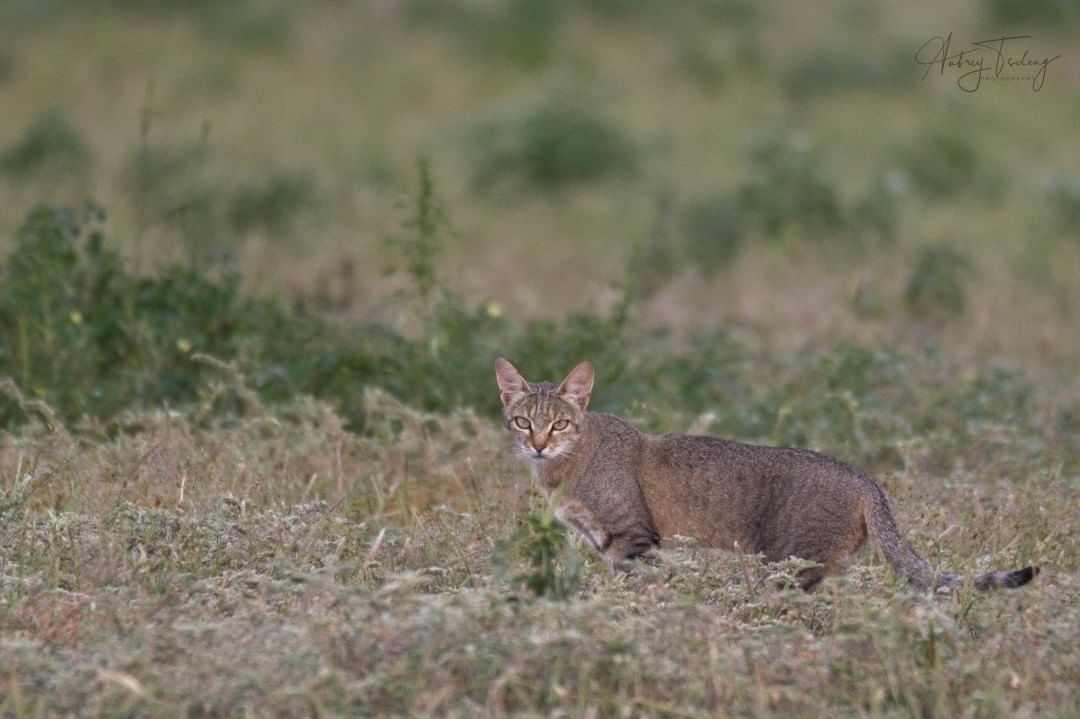 steppe cat - Steppe Cat, Small cats, Cat family, Predatory animals, Wild animals, wildlife, Reserves and sanctuaries, South Africa, The photo