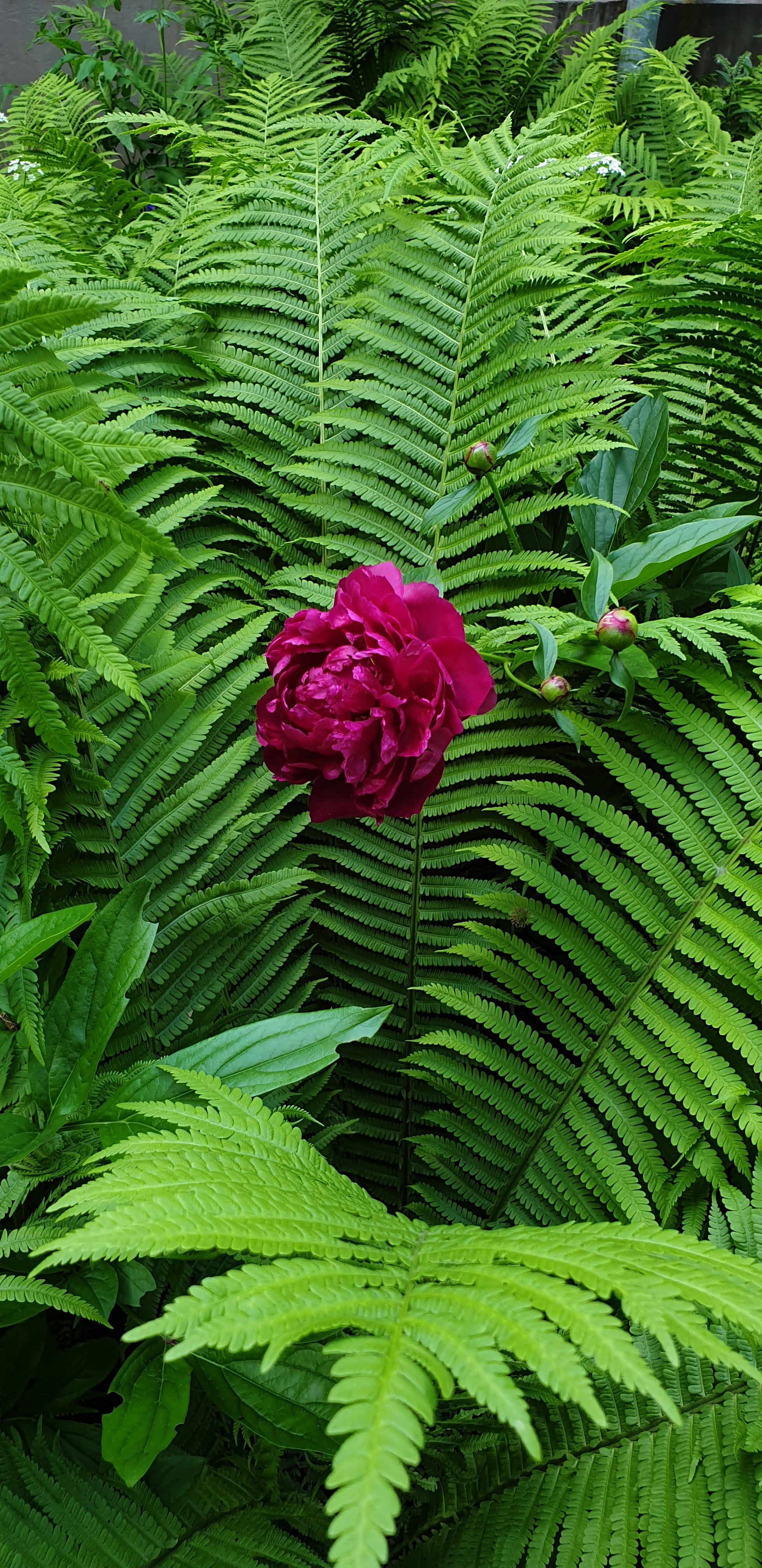 Peonies in a garden fern - My, Peonies, Fern, Moscow, Courtyard, Mobile photography, Longpost