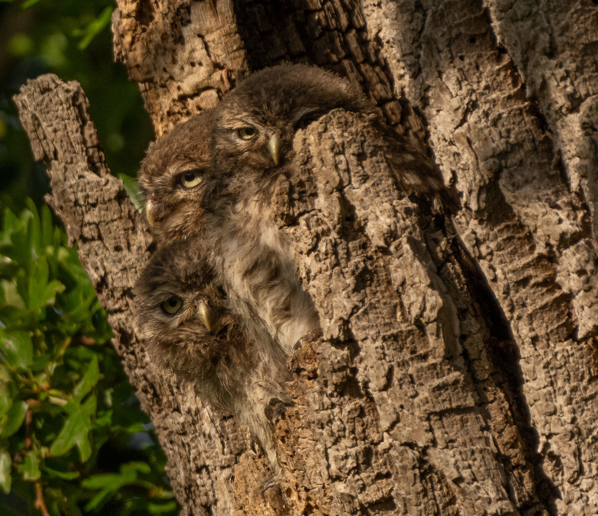 Owls demonstrate camouflage skills - Owlets, Milota, Disguise, Tree, Hollow, beauty of nature, wildlife, Owl, Great Britain, The photo, Around the world, Birds, Chick, Longpost