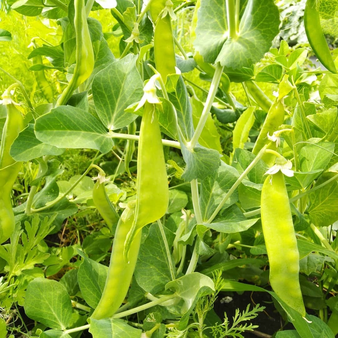 It's good in the countryside in summer... Photopost. - My, Village, Nature, Garden, Garden, Harvest, Фрукты, Vegetables, Organic products, Village, Rural life, Longpost