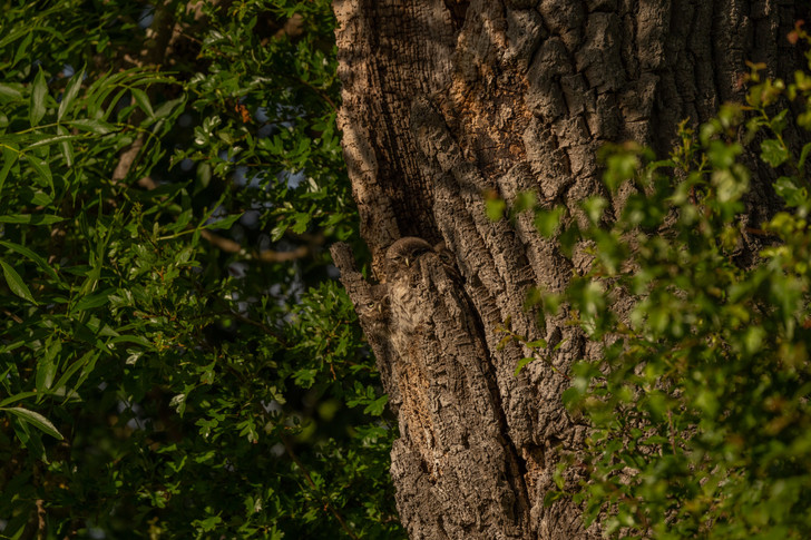 Owls demonstrate camouflage skills - Owlets, Milota, Disguise, Tree, Hollow, beauty of nature, wildlife, Owl, Great Britain, The photo, Around the world, Birds, Chick, Longpost