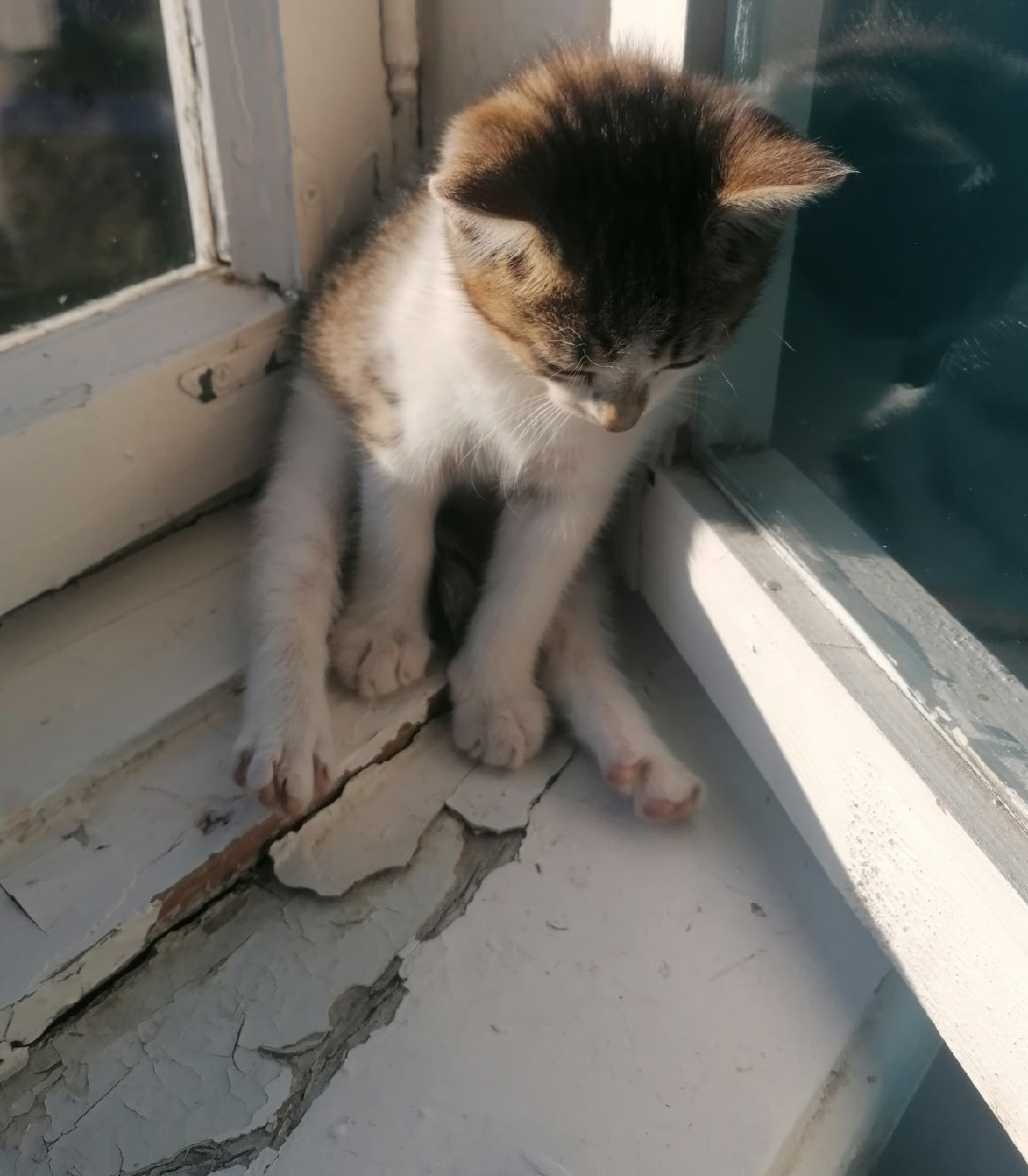 A kitten from a domestic cat was placed in good hands. - My, In good hands, Saint Petersburg, Leningrad region, No rating, The strength of the Peekaboo, Longpost, cat, Helping animals, Homeless animals, Animal shelter