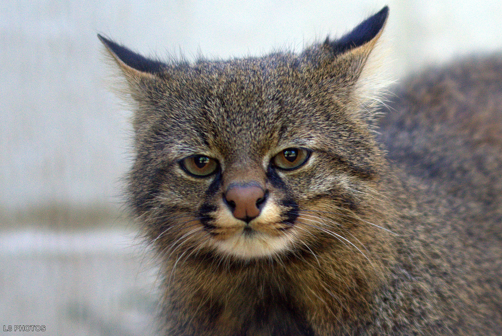 Pampas cat (Bell) - cat, Memes, The photo, Longpost, Pampas Cat, Small cats, Cat family, Predatory animals, Wild animals