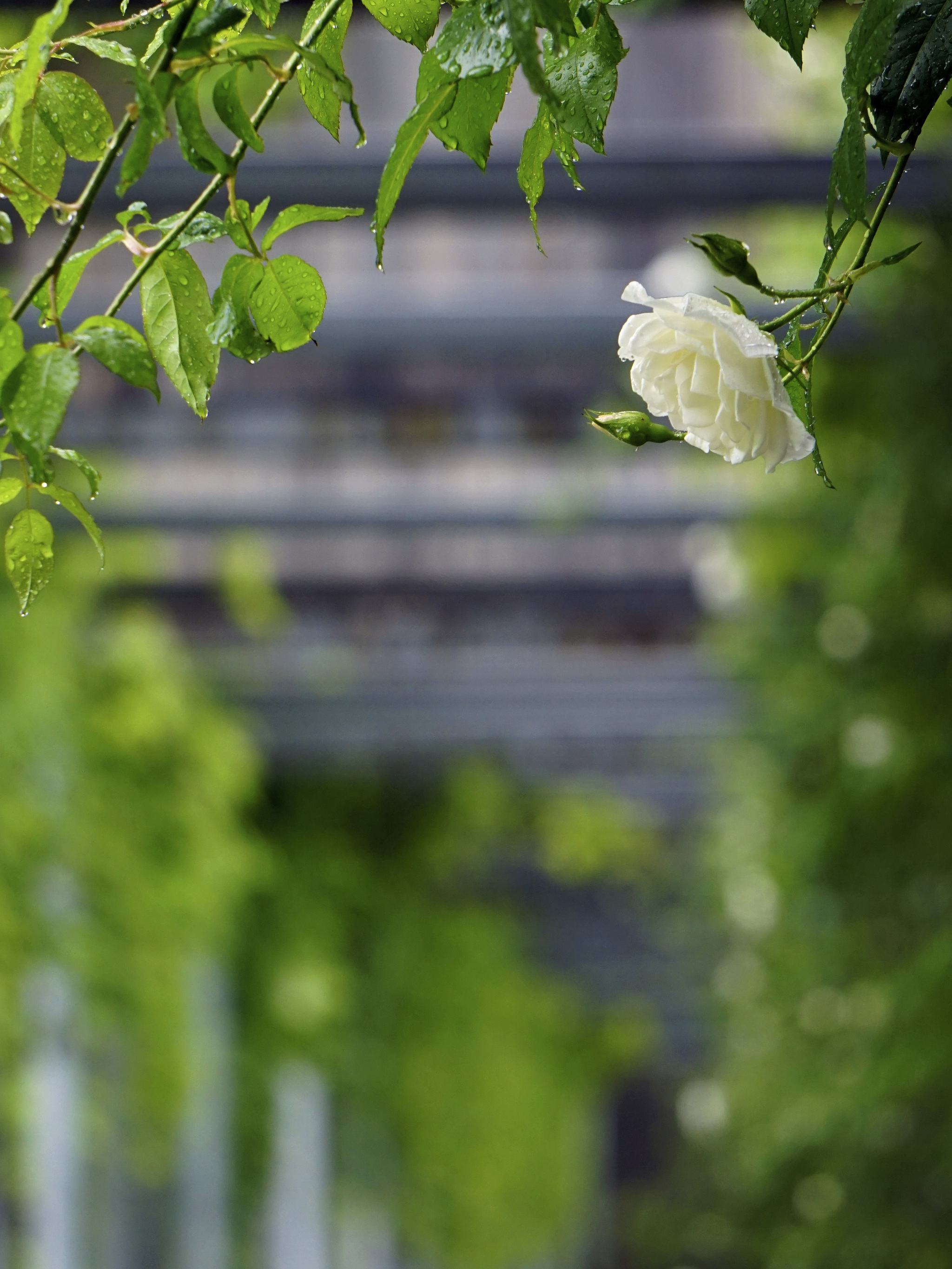 About white roses... - My, White roses, The photo, Pergola, Galitsky Park, Krasnodar Park, Longpost