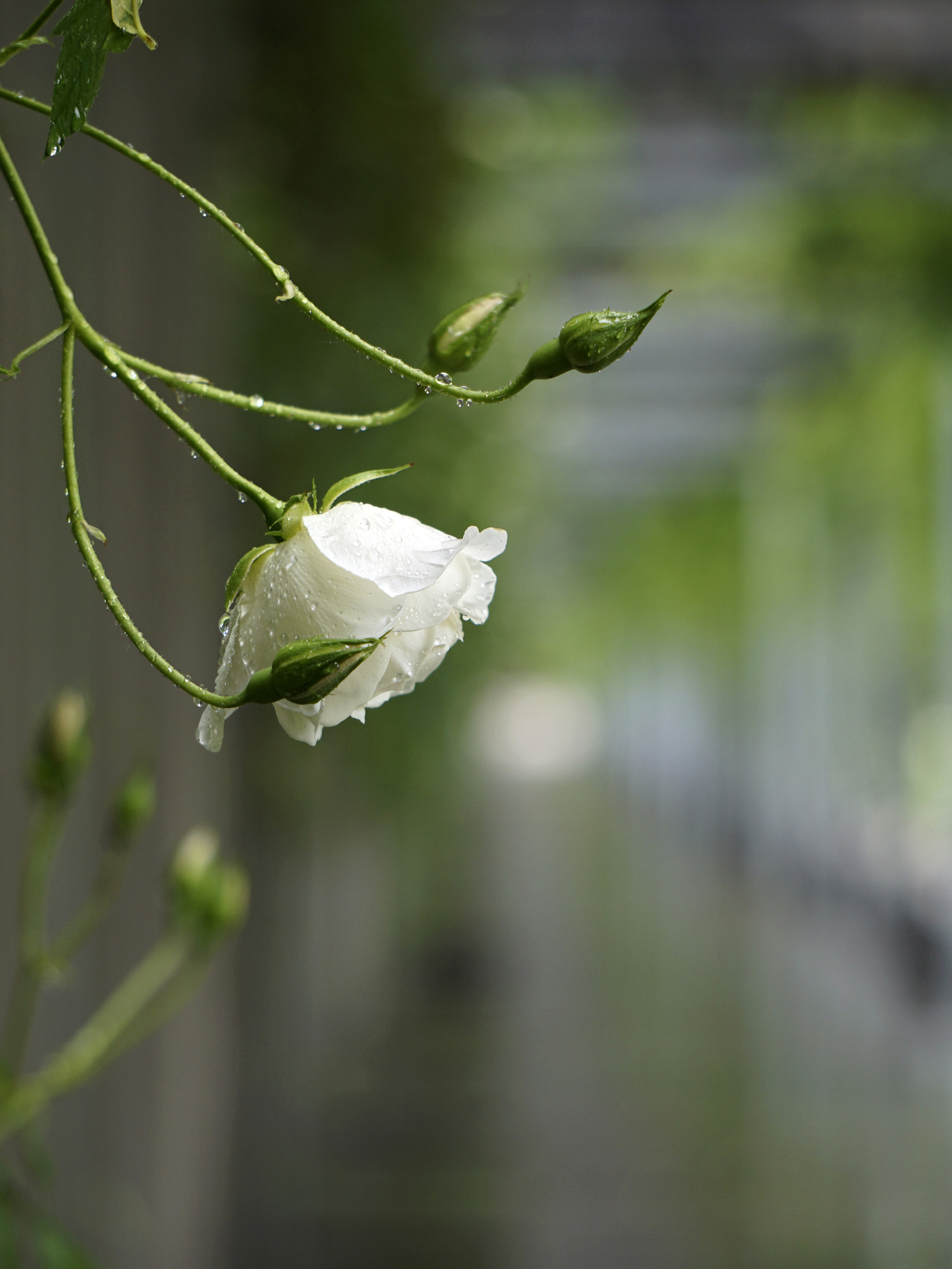 About white roses... - My, White roses, The photo, Pergola, Galitsky Park, Krasnodar Park, Longpost