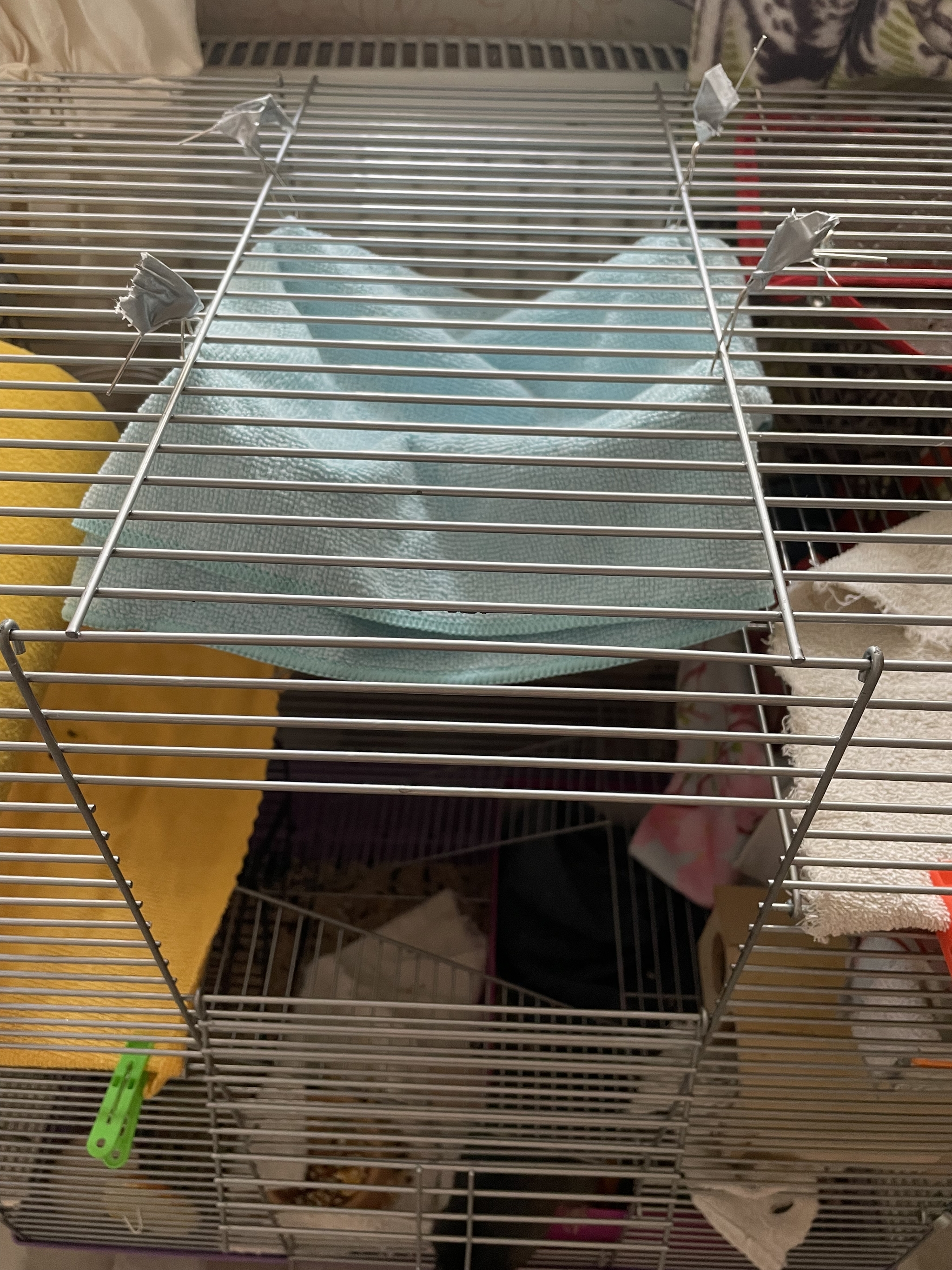 Why do rats only sleep on bars? - My, Longpost, Rat, Rodents, Dumbo, Rat dumbo, Cell, Pets, Video, Vertical video