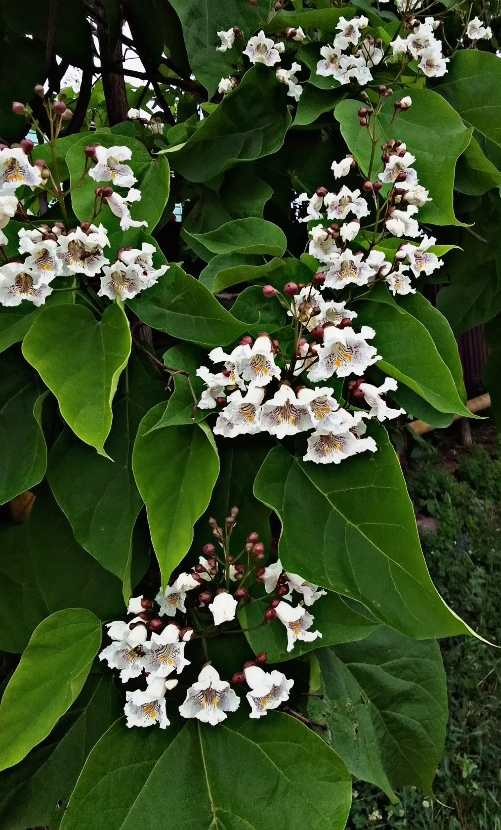 Spring has gone on a spree... Catalpa has just blossomed - My, beauty of nature, Bloom, Longpost