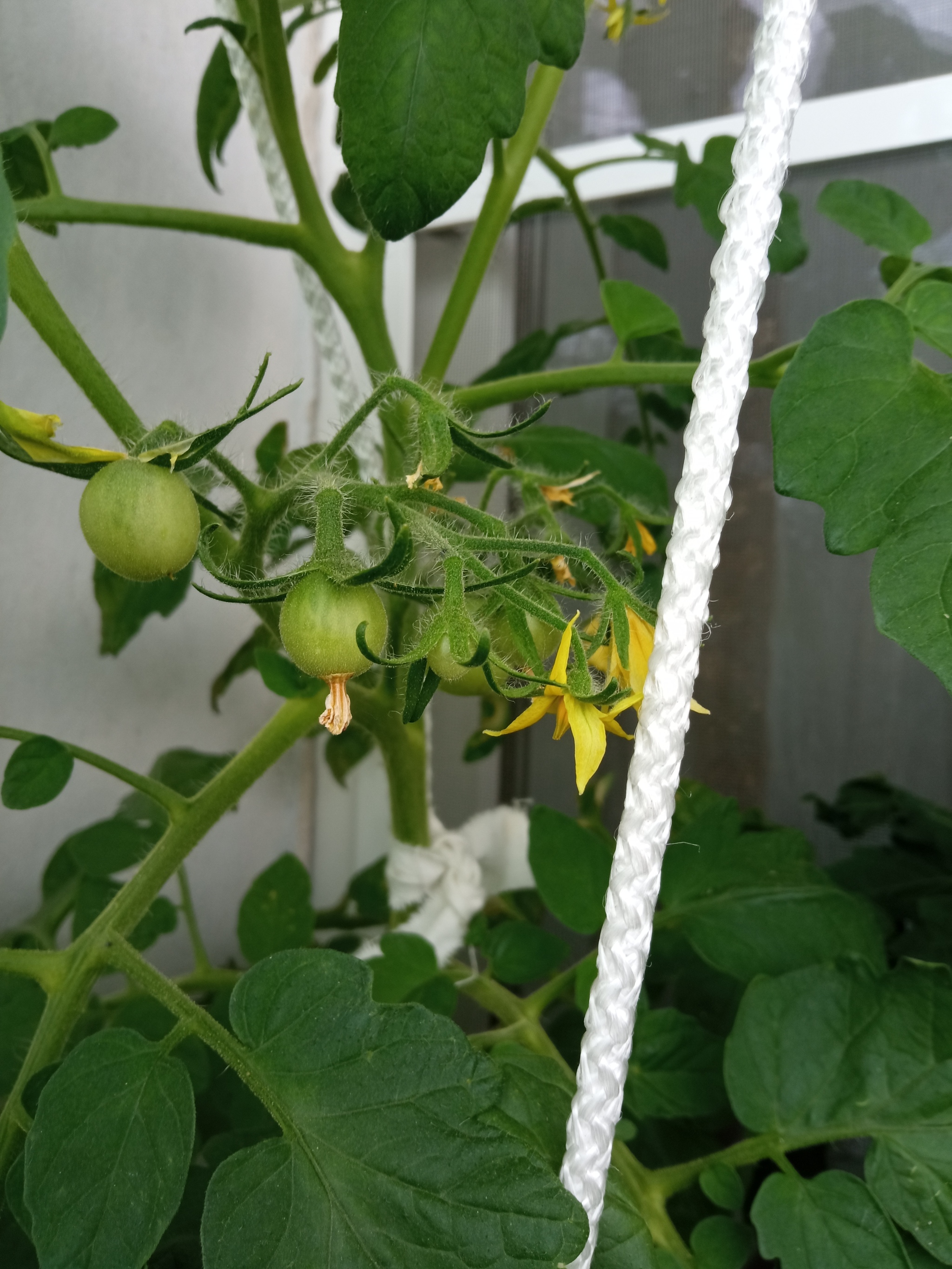 Show off your garden 3.5 - My, Seedling, Vegetable garden on the windowsill, Longpost