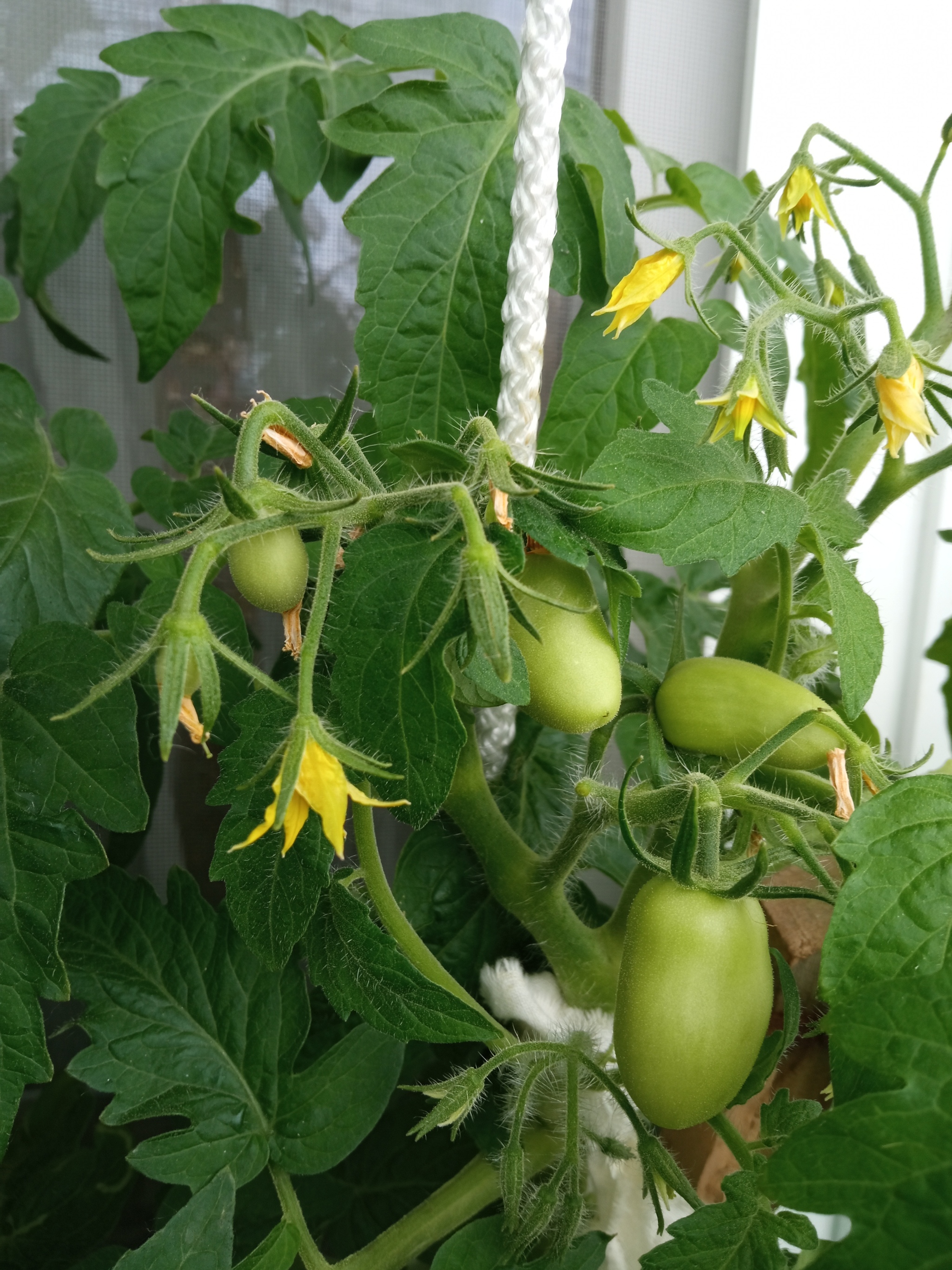 Show off your garden 3.5 - My, Seedling, Vegetable garden on the windowsill, Longpost