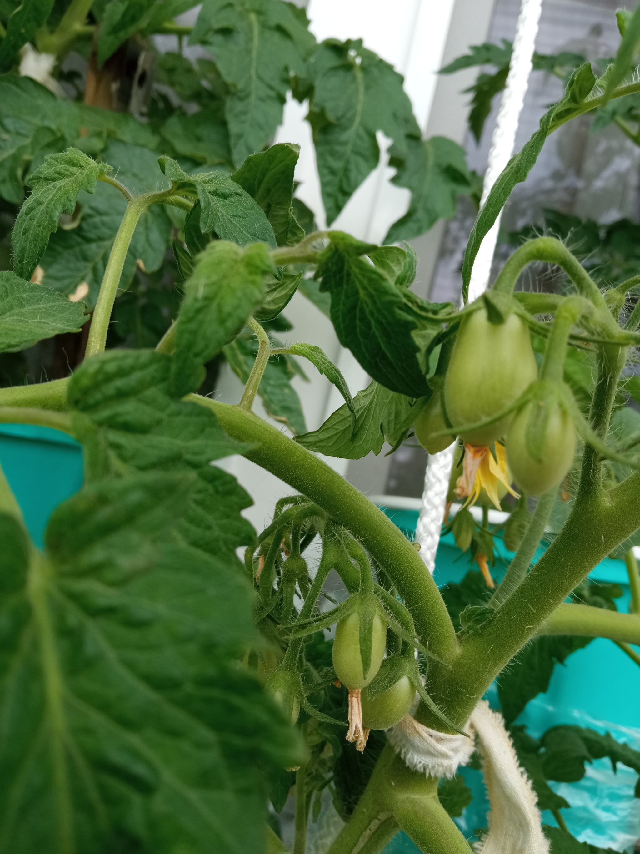 Show off your garden 3.5 - My, Seedling, Vegetable garden on the windowsill, Longpost