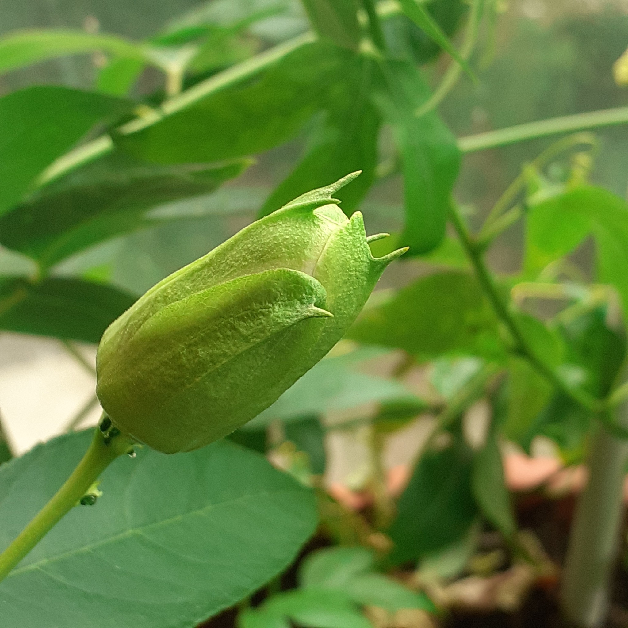 Passiflora flesh-colored bloomed - My, Houseplants, Bloom, Passionflower, Macro photography, Longpost