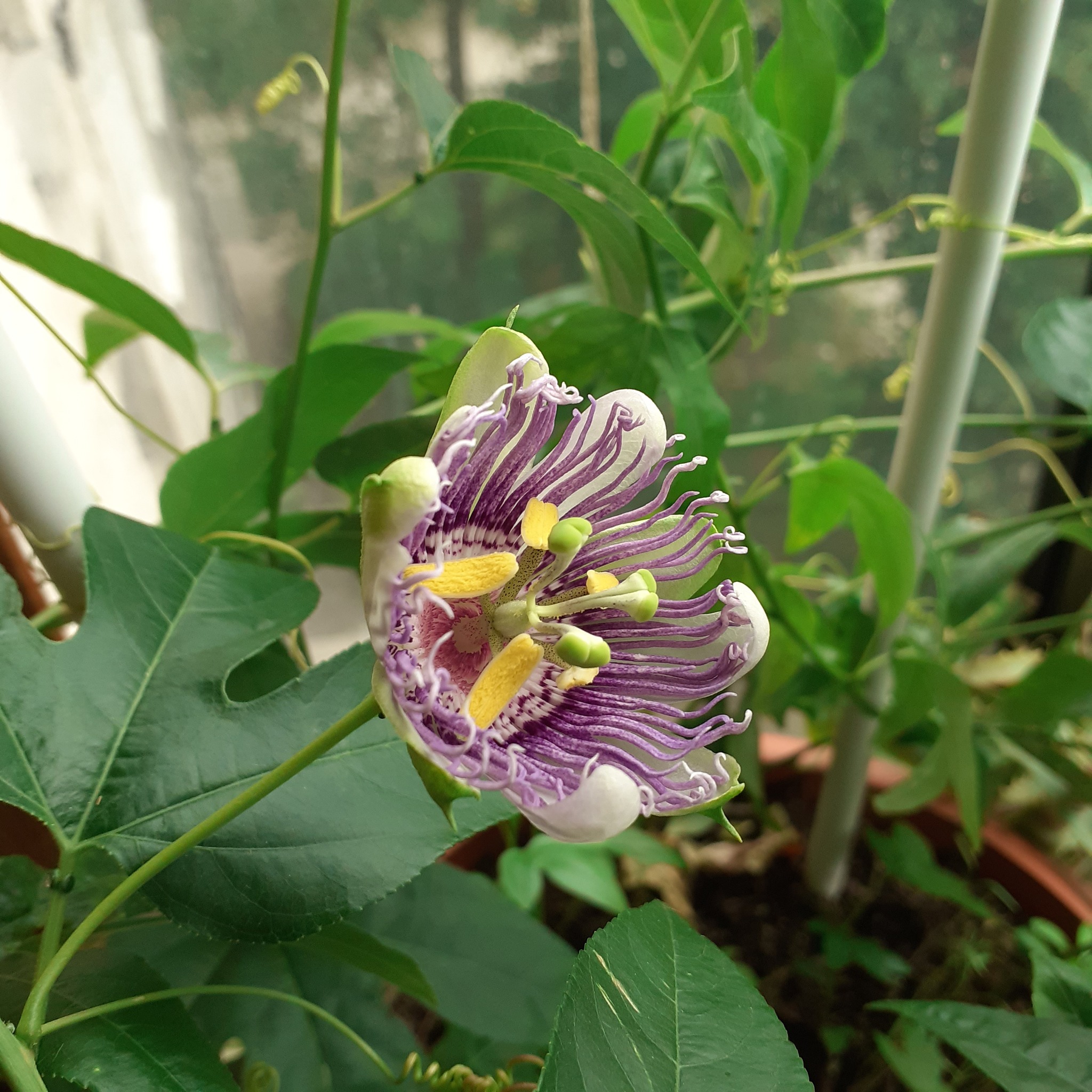 Passiflora flesh-colored bloomed - My, Houseplants, Bloom, Passionflower, Macro photography, Longpost