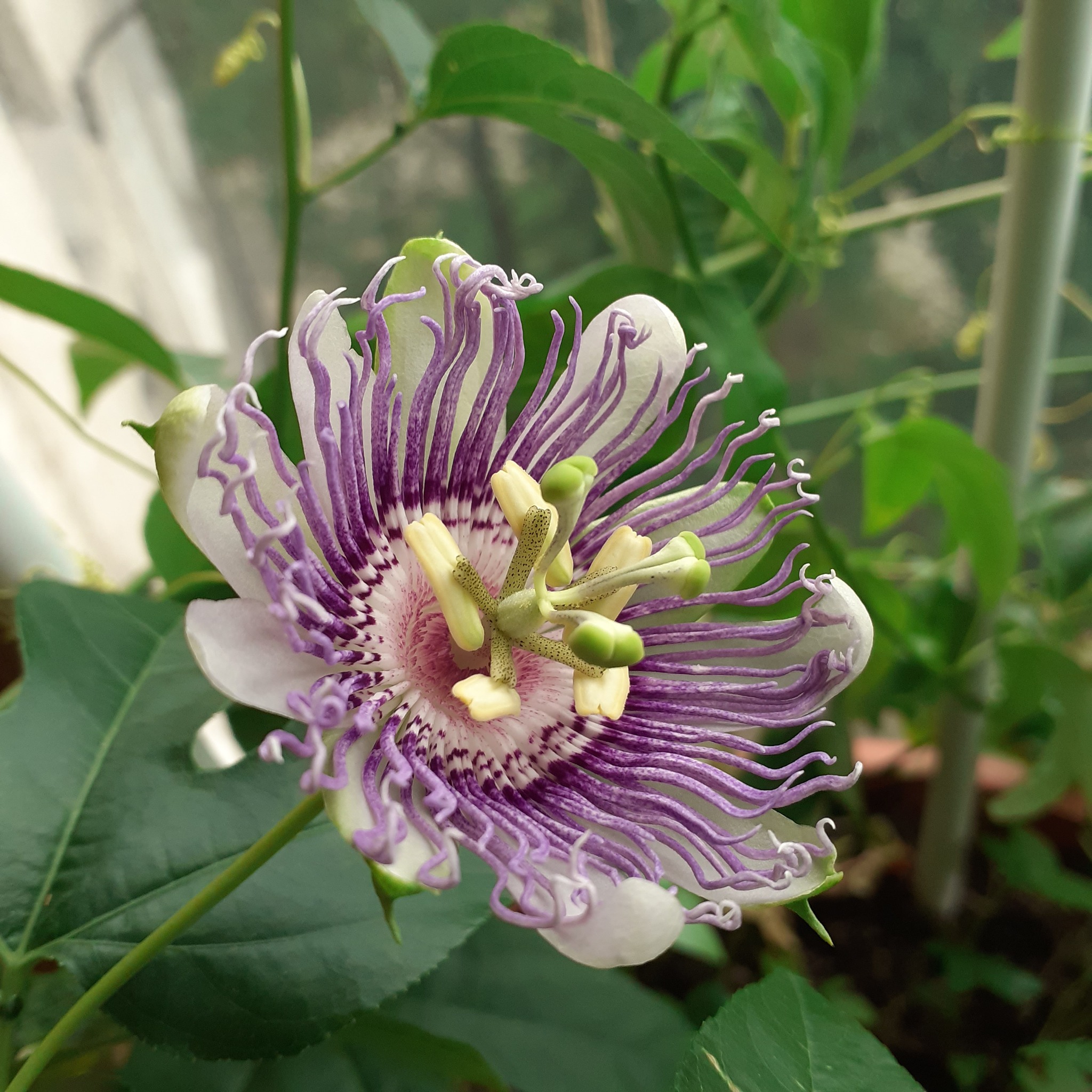 Passiflora flesh-colored bloomed - My, Houseplants, Bloom, Passionflower, Macro photography, Longpost