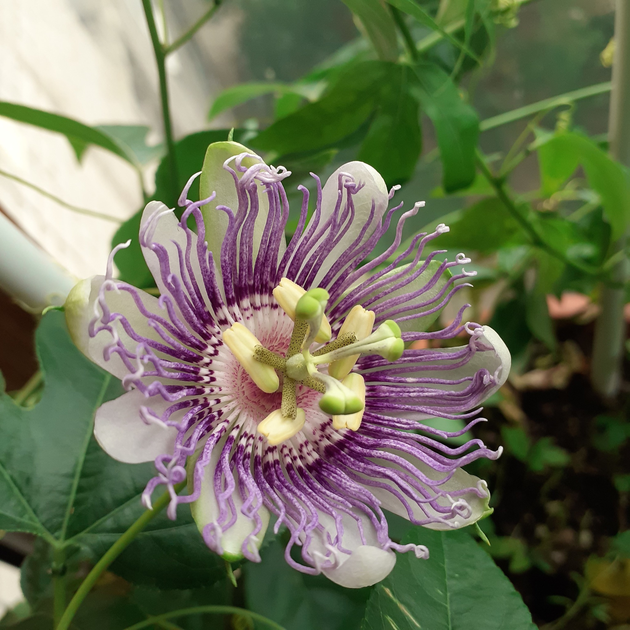 Passiflora flesh-colored bloomed - My, Houseplants, Bloom, Passionflower, Macro photography, Longpost