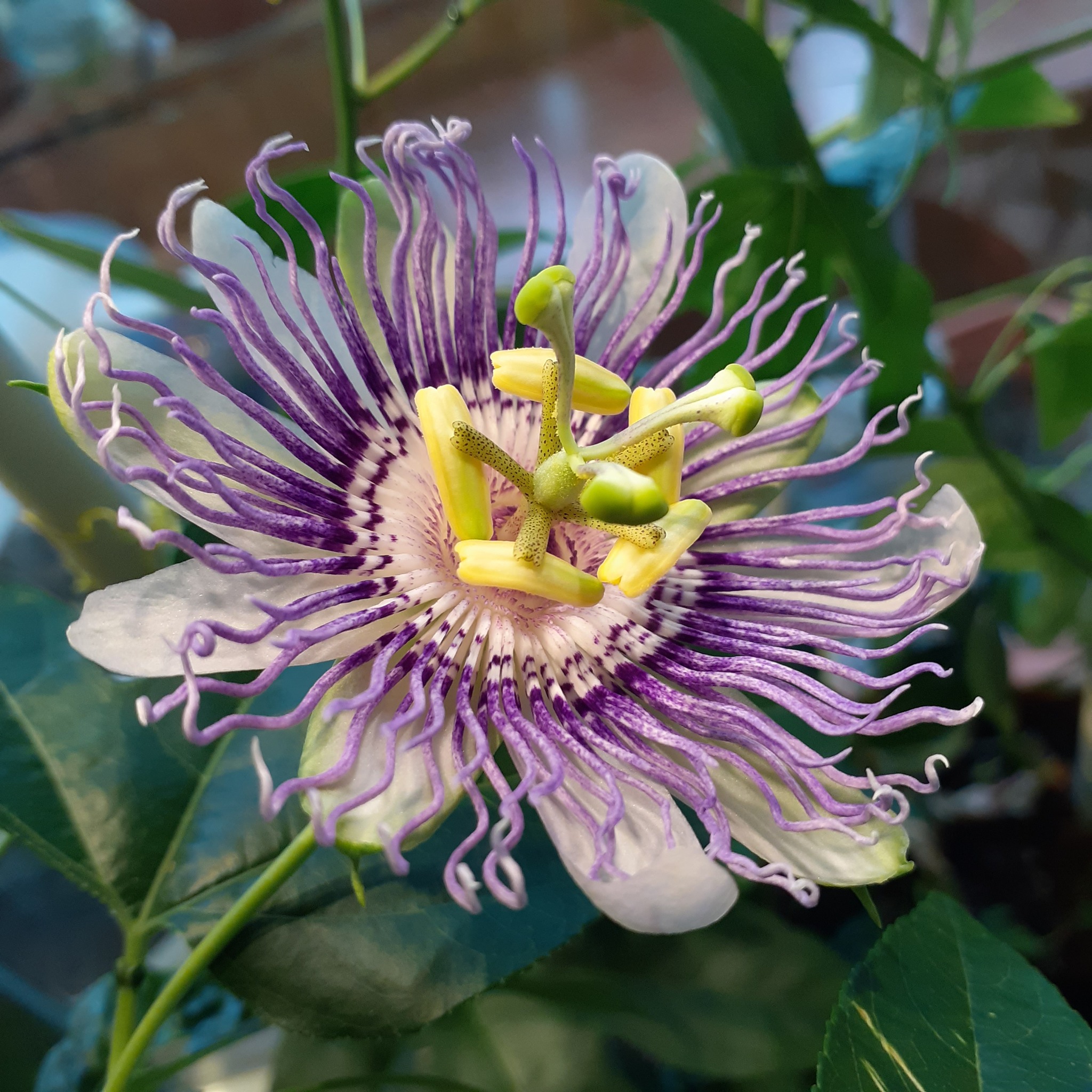 Passiflora flesh-colored bloomed - My, Houseplants, Bloom, Passionflower, Macro photography, Longpost