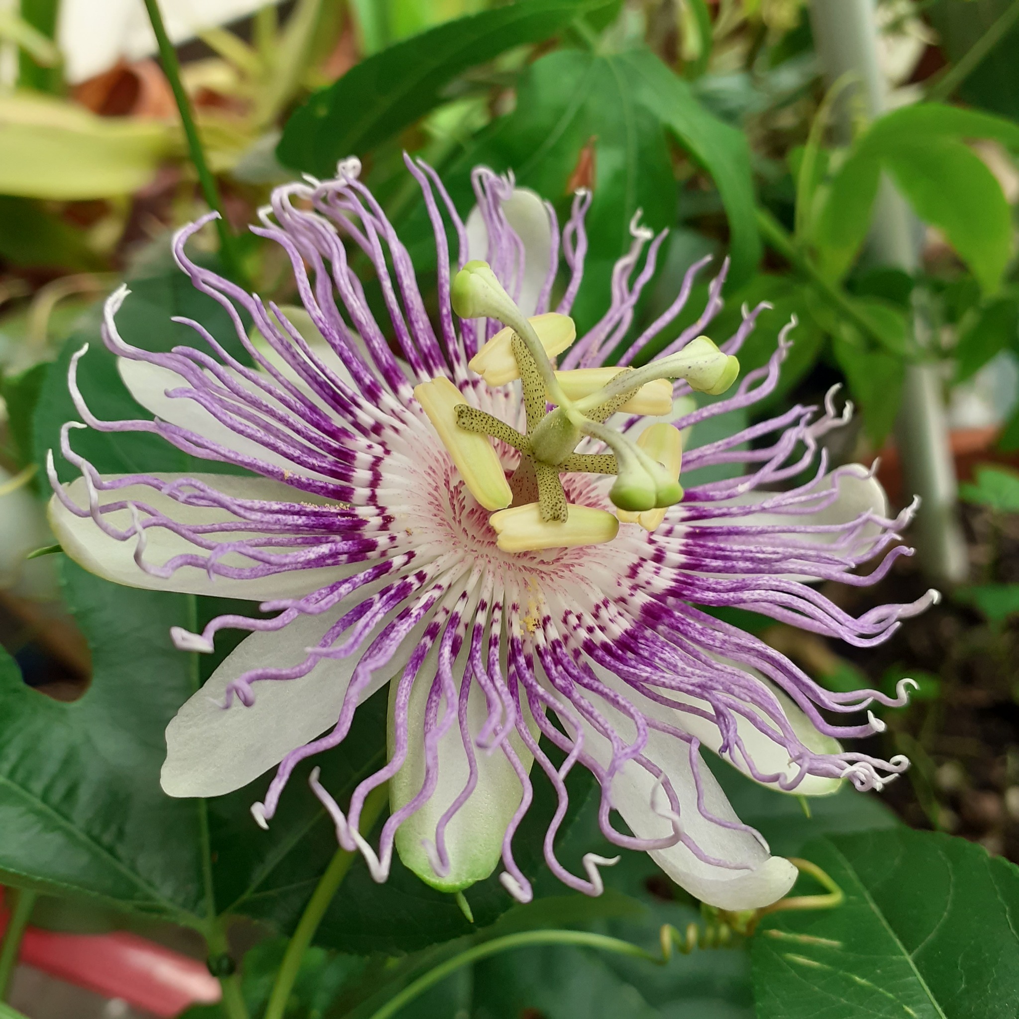 Passiflora flesh-colored bloomed - My, Houseplants, Bloom, Passionflower, Macro photography, Longpost