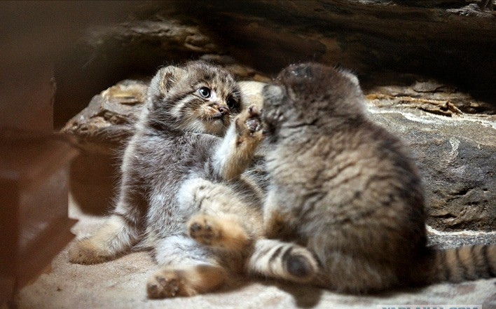 Guard! - Pallas' cat, Pet the cat, Small cats, Cat family, Wild animals