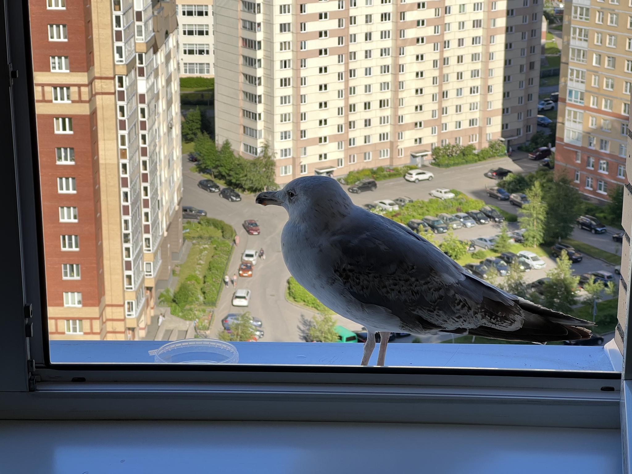 Today a seagull came to our house - My, Seagulls, Guests, Birds, Longpost, The photo