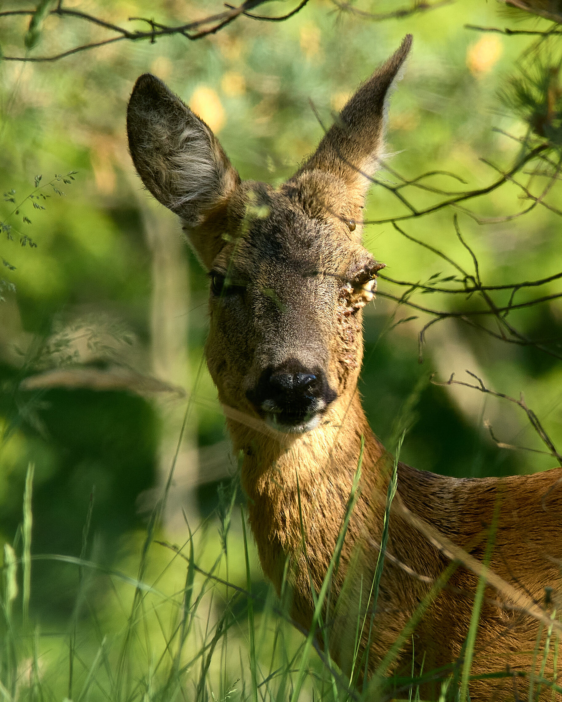 Roe - My, Roe, Animals, Eyes