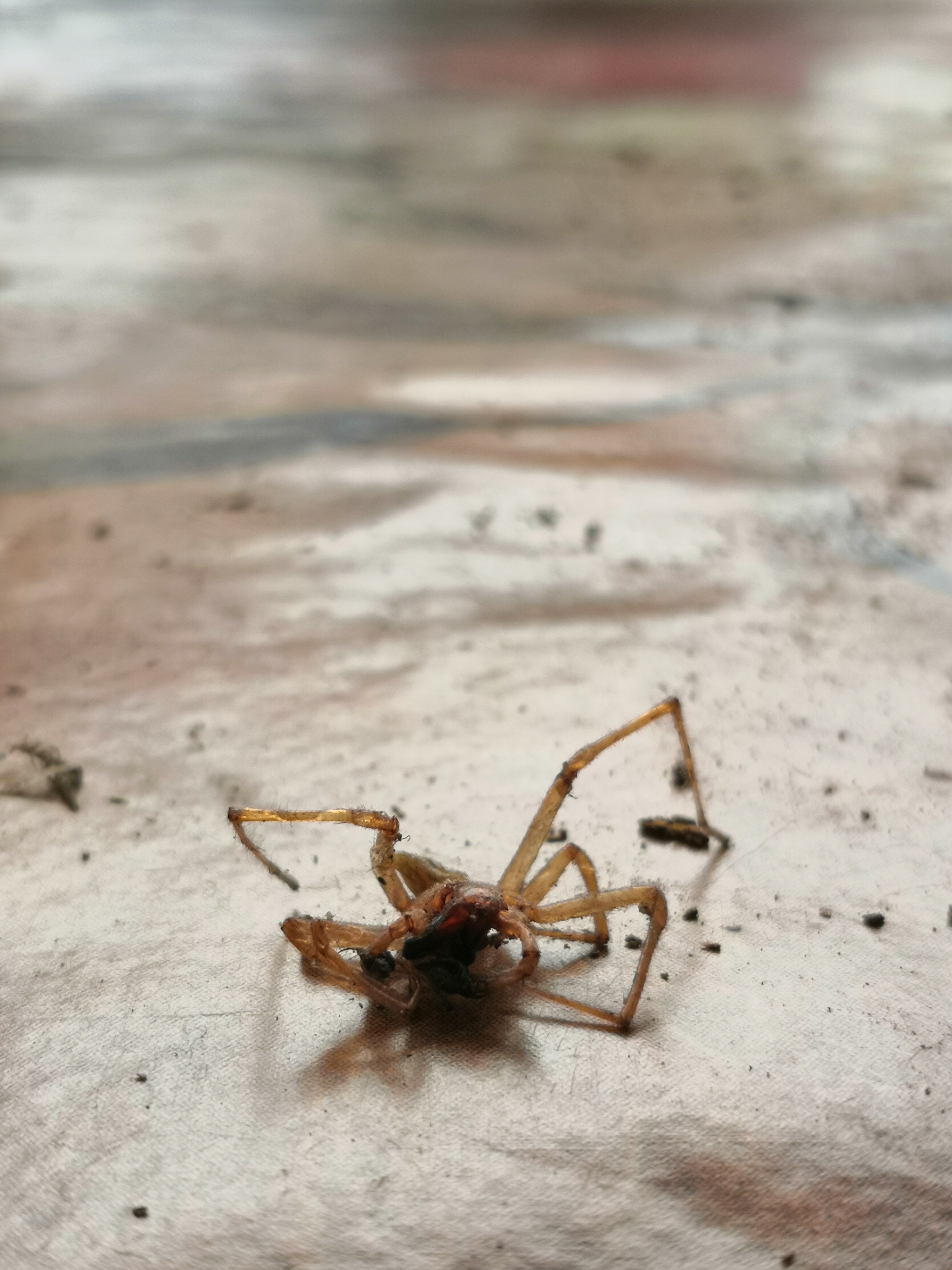 Arachnologist help needed - My, No rating, Arachnophobia, Arachnology, Spider, Longpost