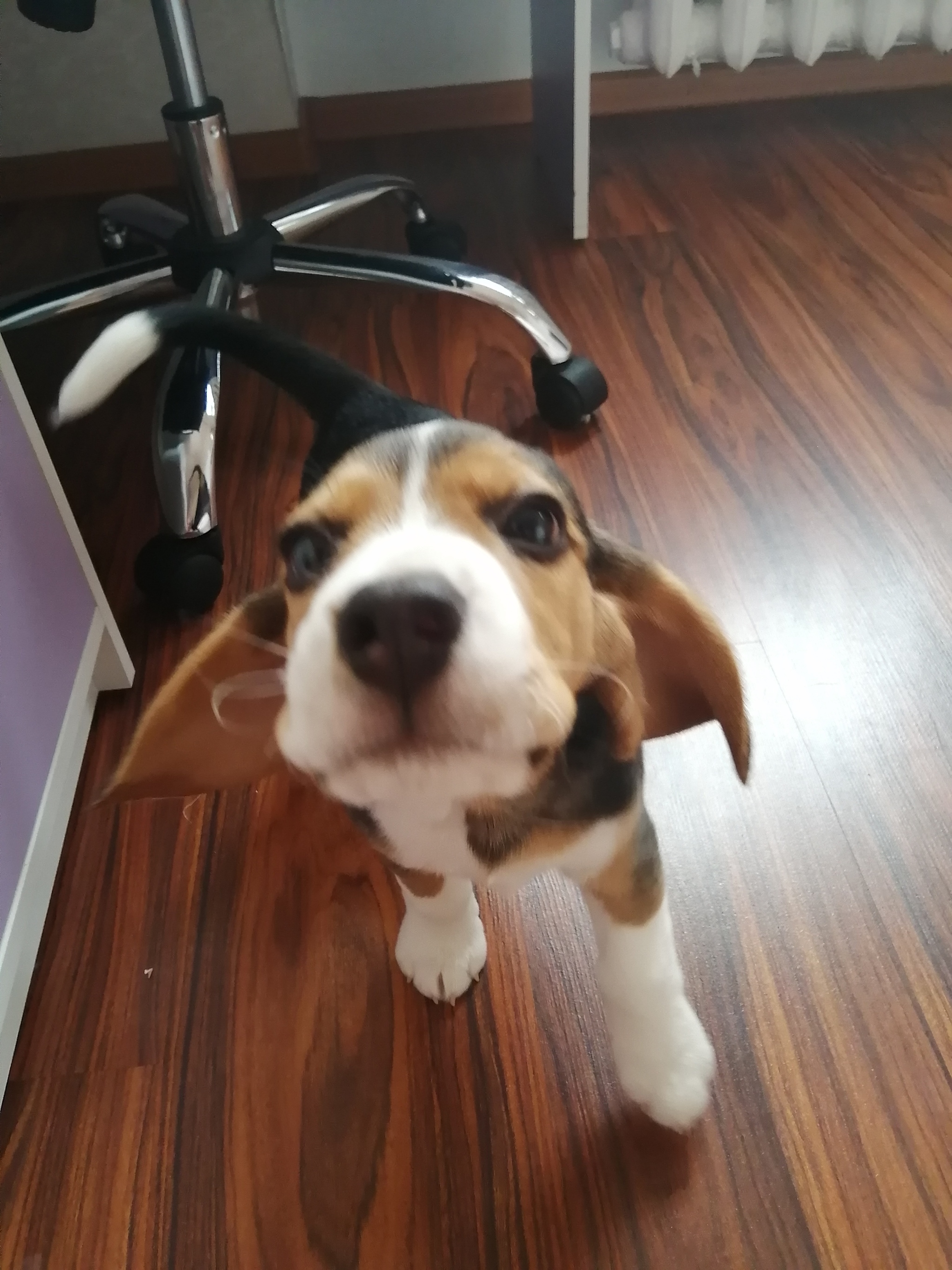 Beagle - My, Beagle, Dog, Longpost