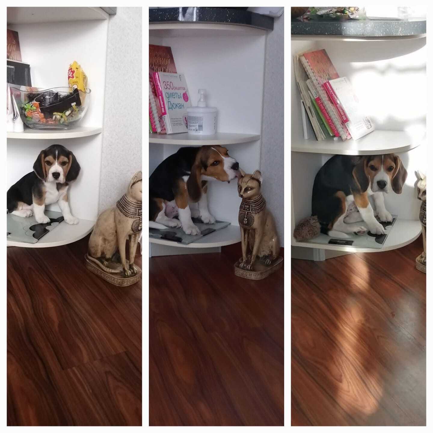 Beagle - My, Beagle, Dog, Longpost