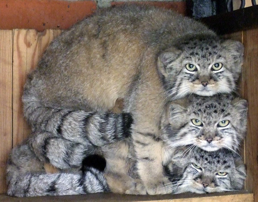 Leapfrog - Pallas' cat, Pet the cat, Small cats, Cat family, Predatory animals