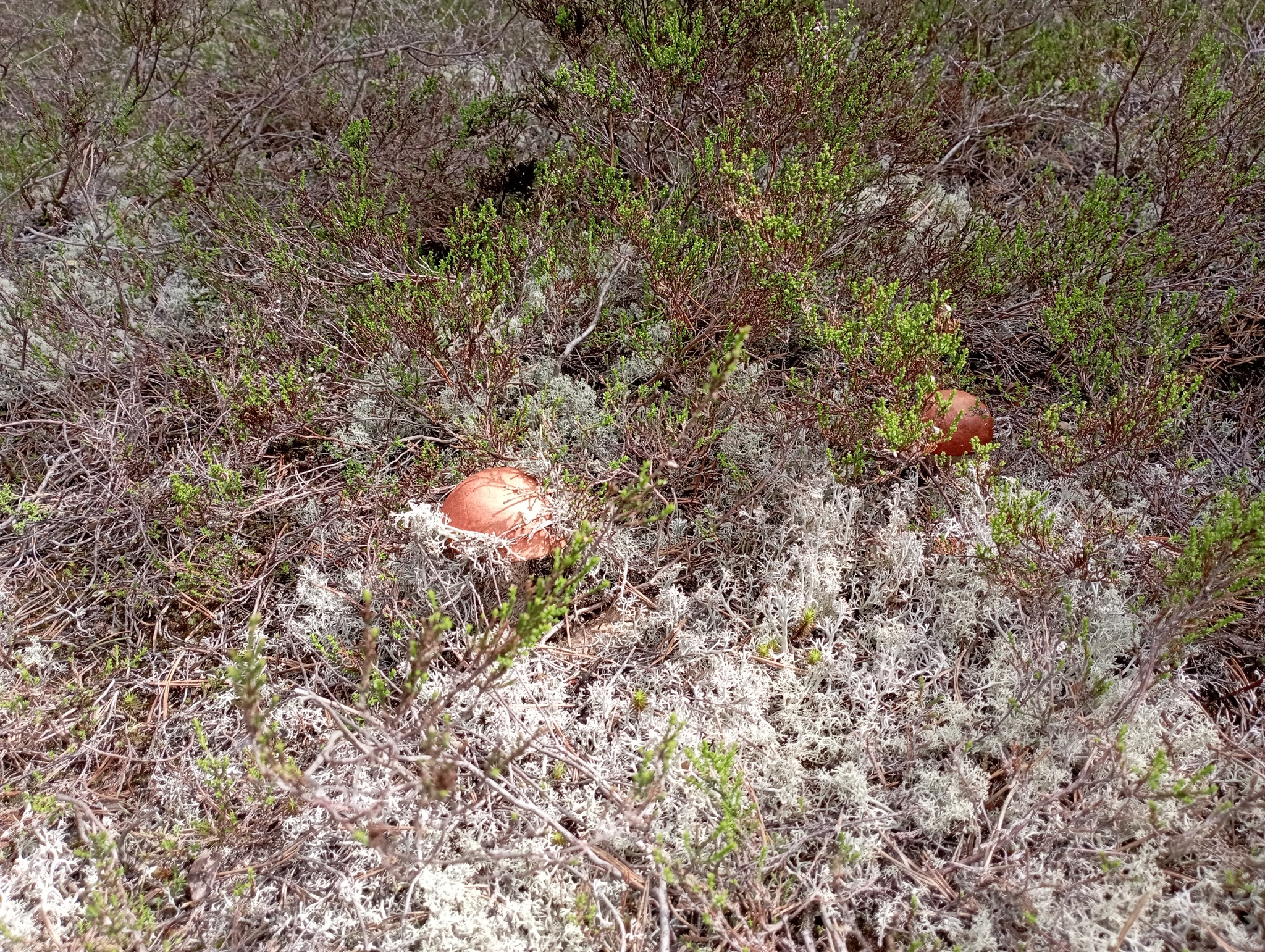 Opening of the season, Arkhangelsk region, 06/18/2022 - My, Mushrooms, Silent hunt, Redhead, Boletus, Arkhangelsk region, Longpost