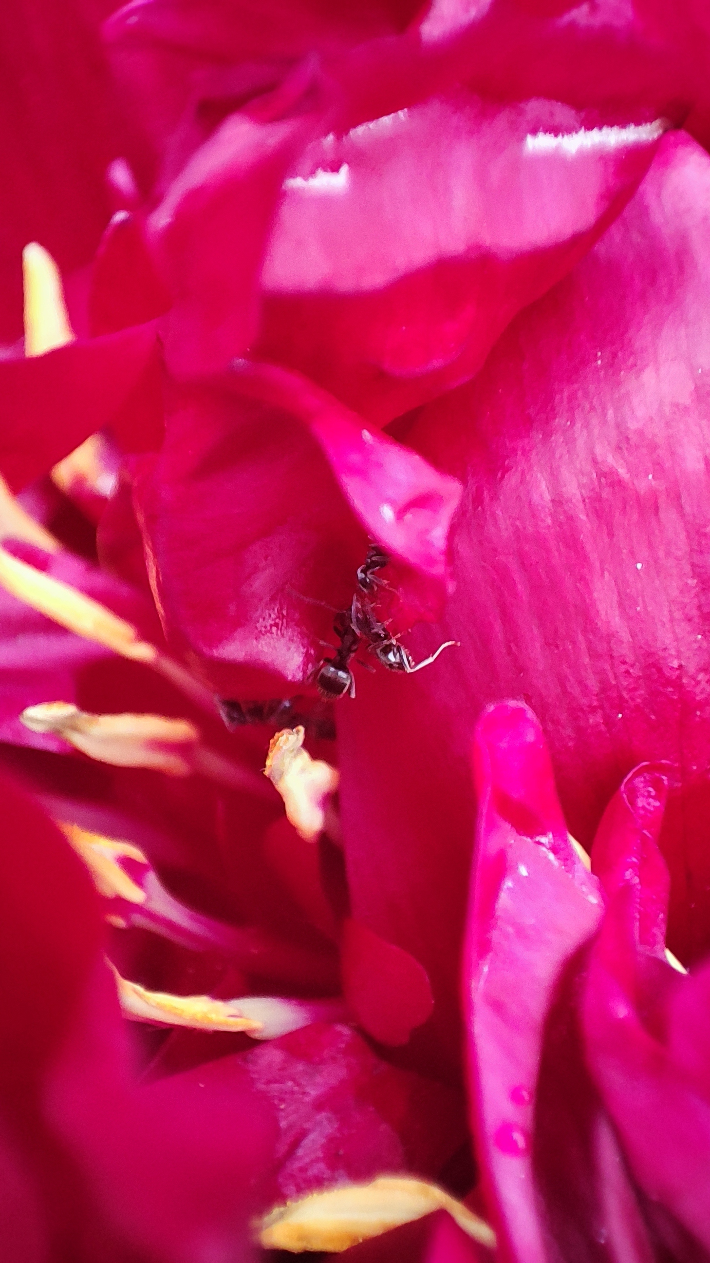 Macro photography with phone 2 (and more) - My, Macro photography, The photo, Mobile photography, Longpost