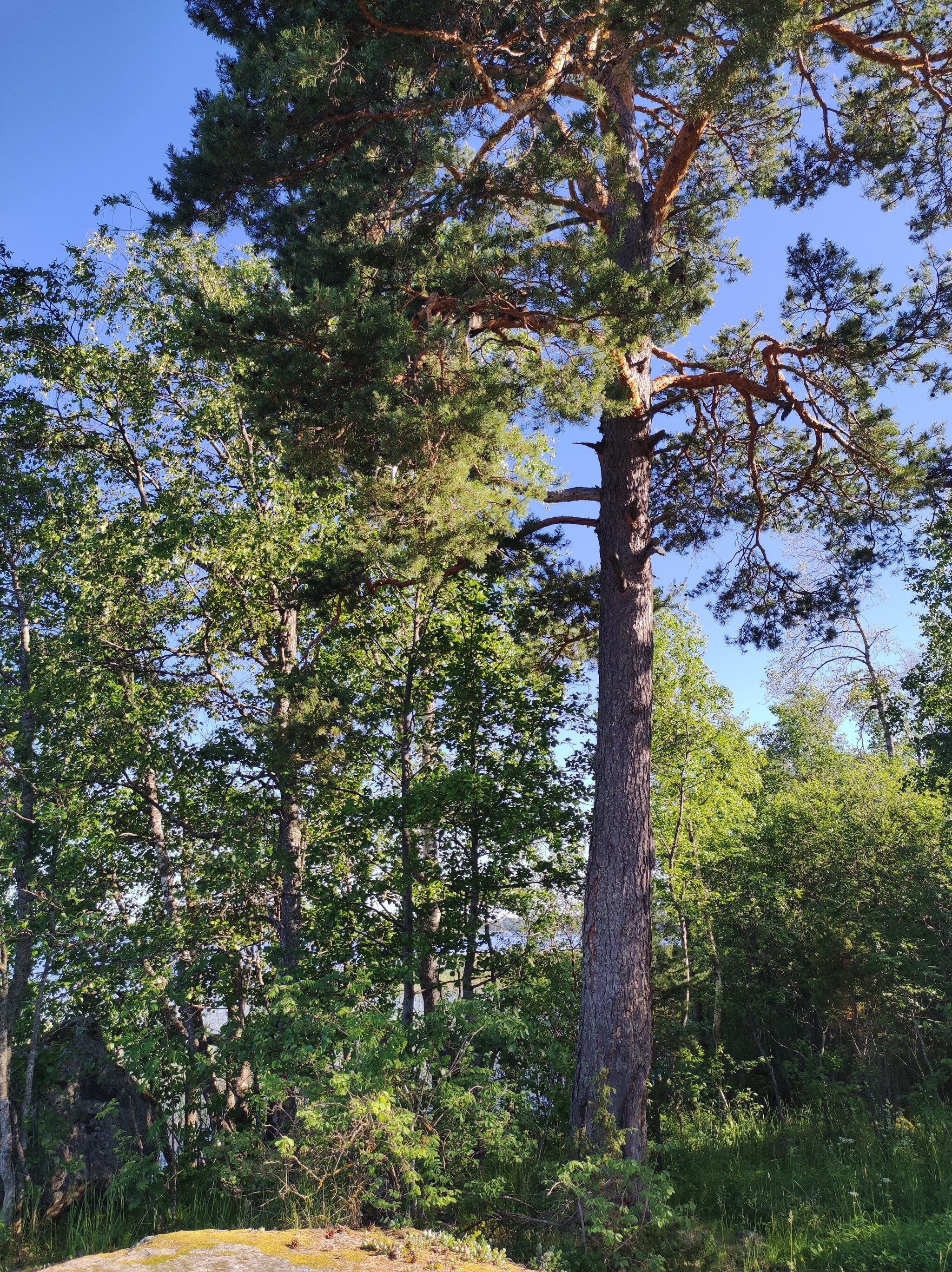 On Vuoksa - My, Vuoksi, Fishing, Garbage, Nature, Longpost