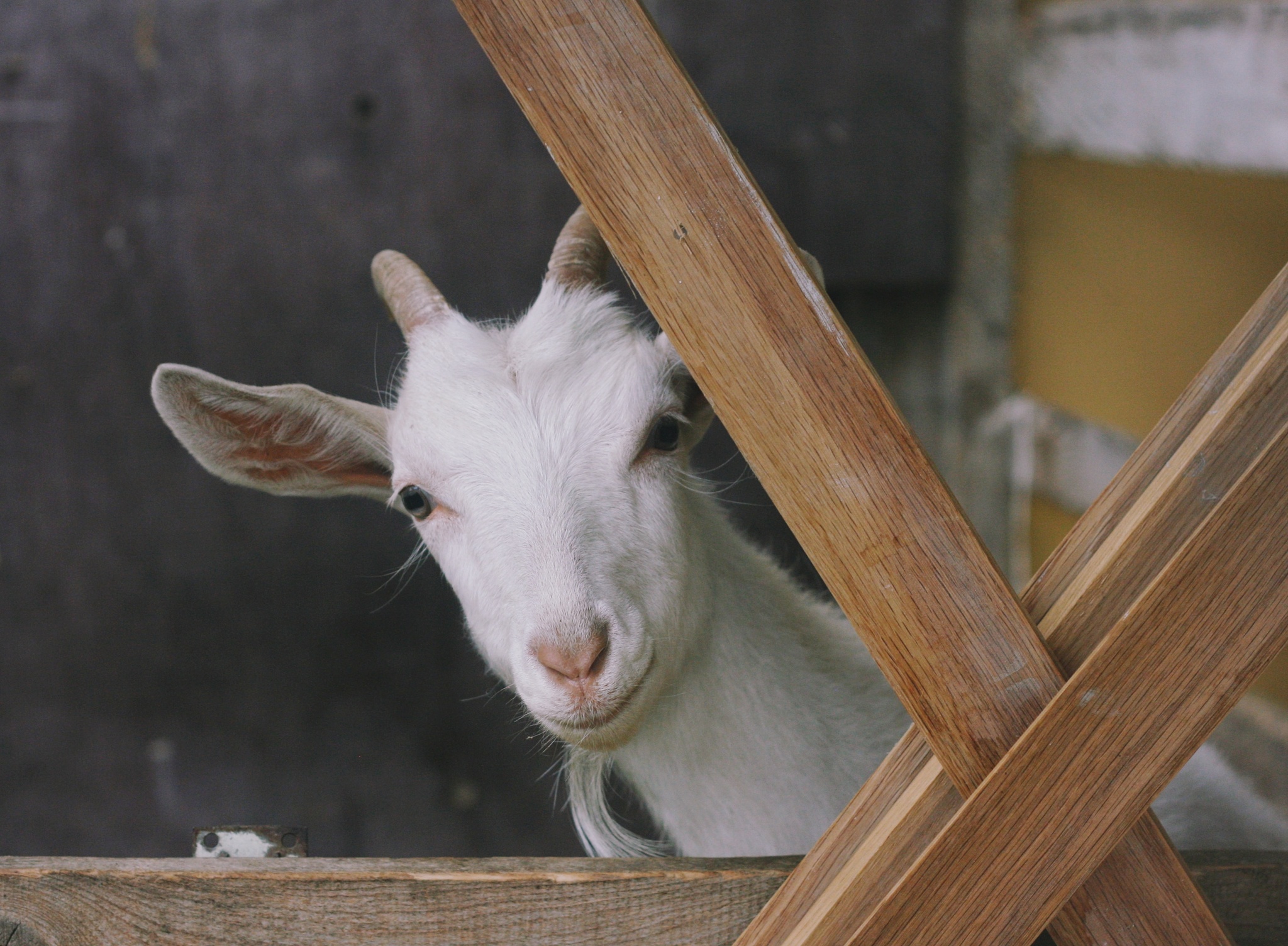 one summer day - My, The photo, Canon, Nikon, 50mm, Animals, PHOTOSESSION, Longpost