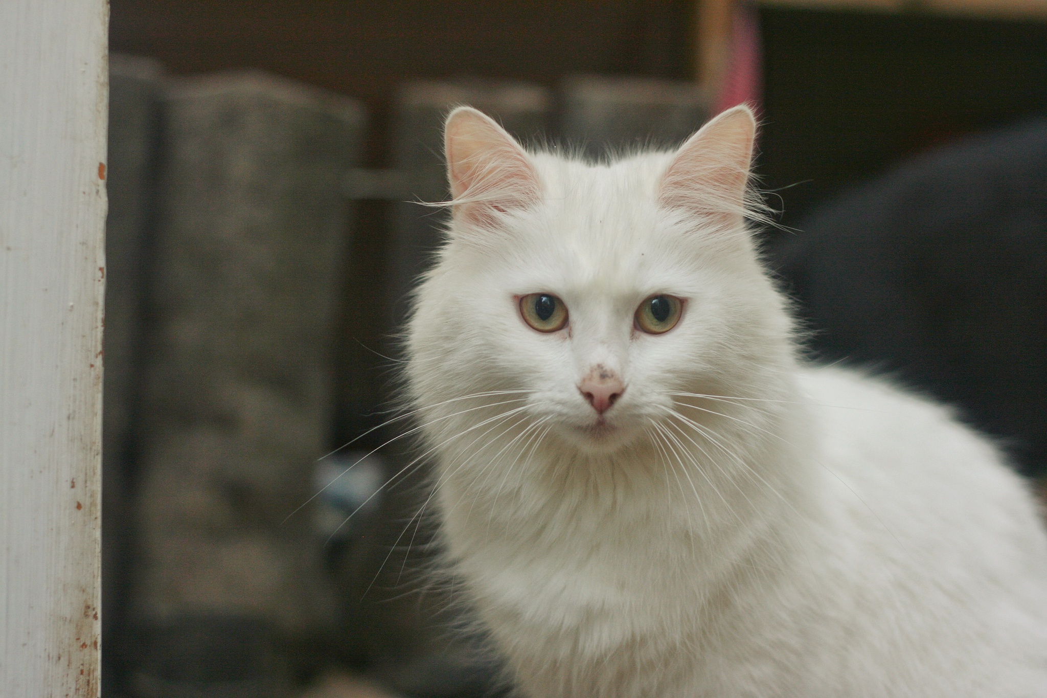 one summer day - My, The photo, Canon, Nikon, 50mm, Animals, PHOTOSESSION, Longpost