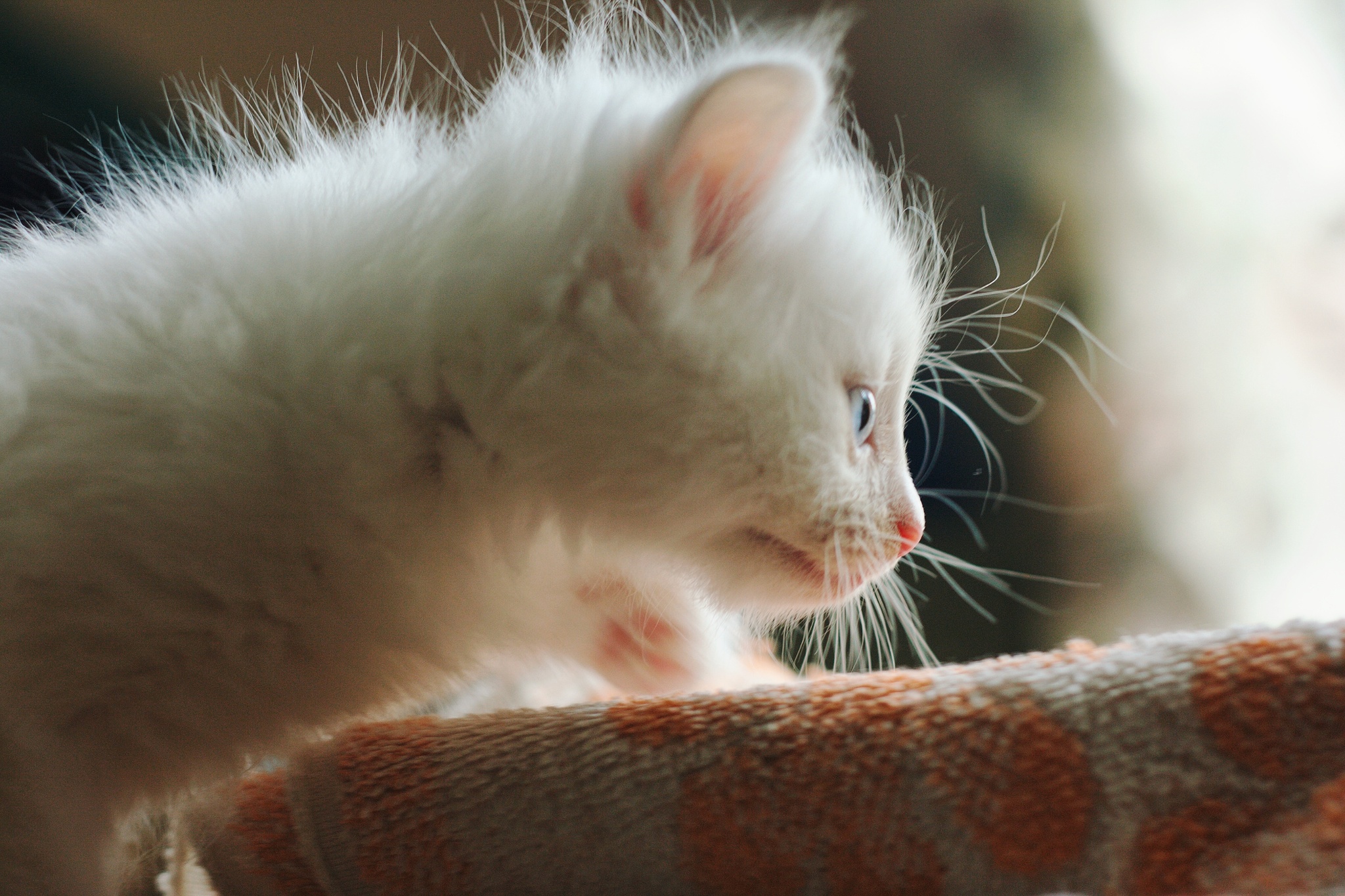 one summer day - My, The photo, Canon, Nikon, 50mm, Animals, PHOTOSESSION, Longpost