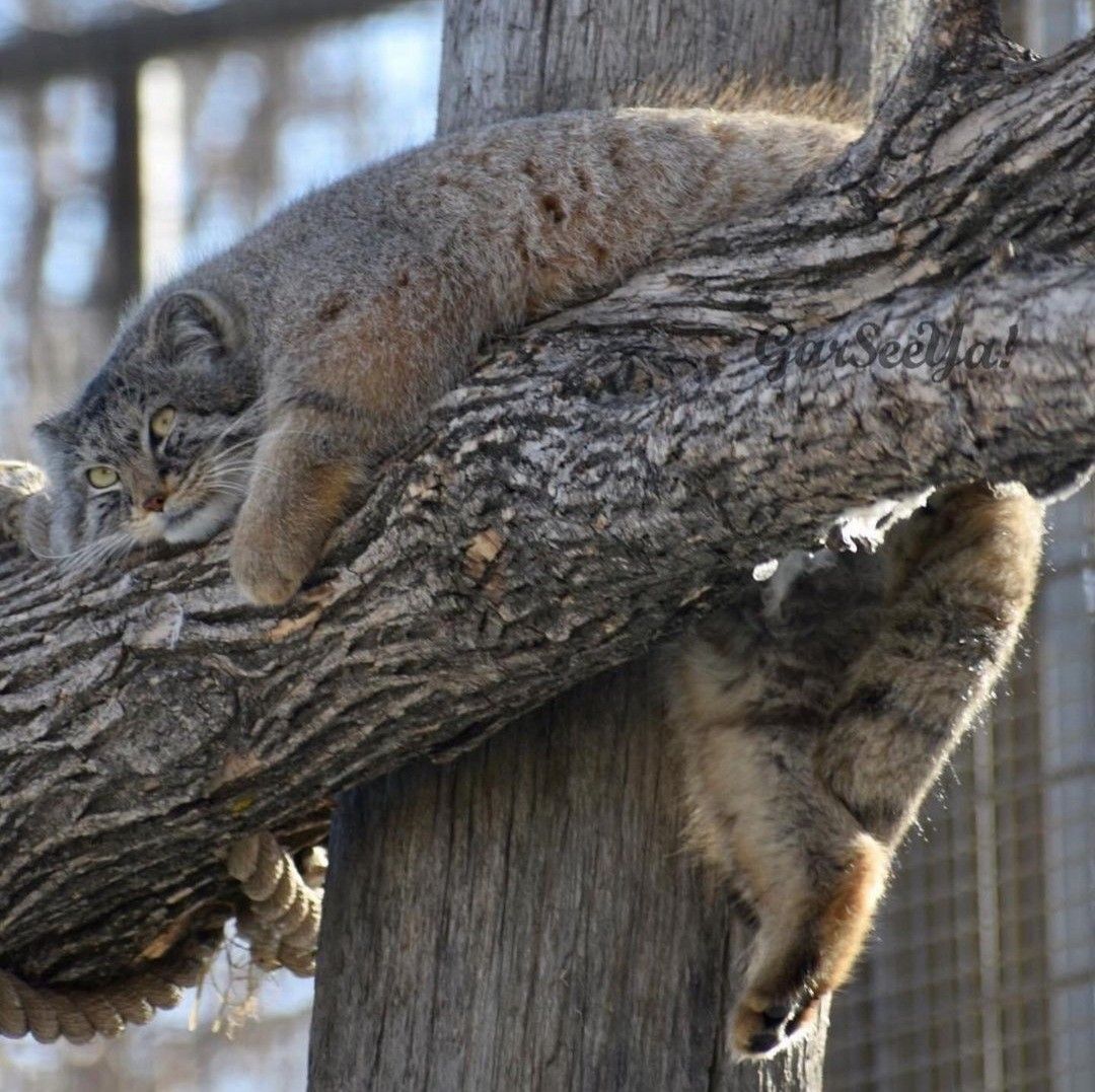 146 manuls - Pallas' cat, Pet the cat, Small cats, Cat family, Predatory animals, A wave of posts