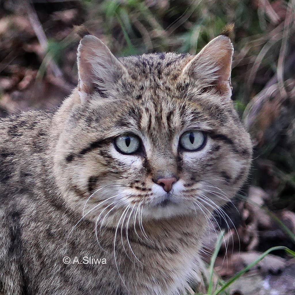 steppe cats - Steppe Cat, Small cats, Cat family, Predatory animals, Wild animals, The photo, Longpost