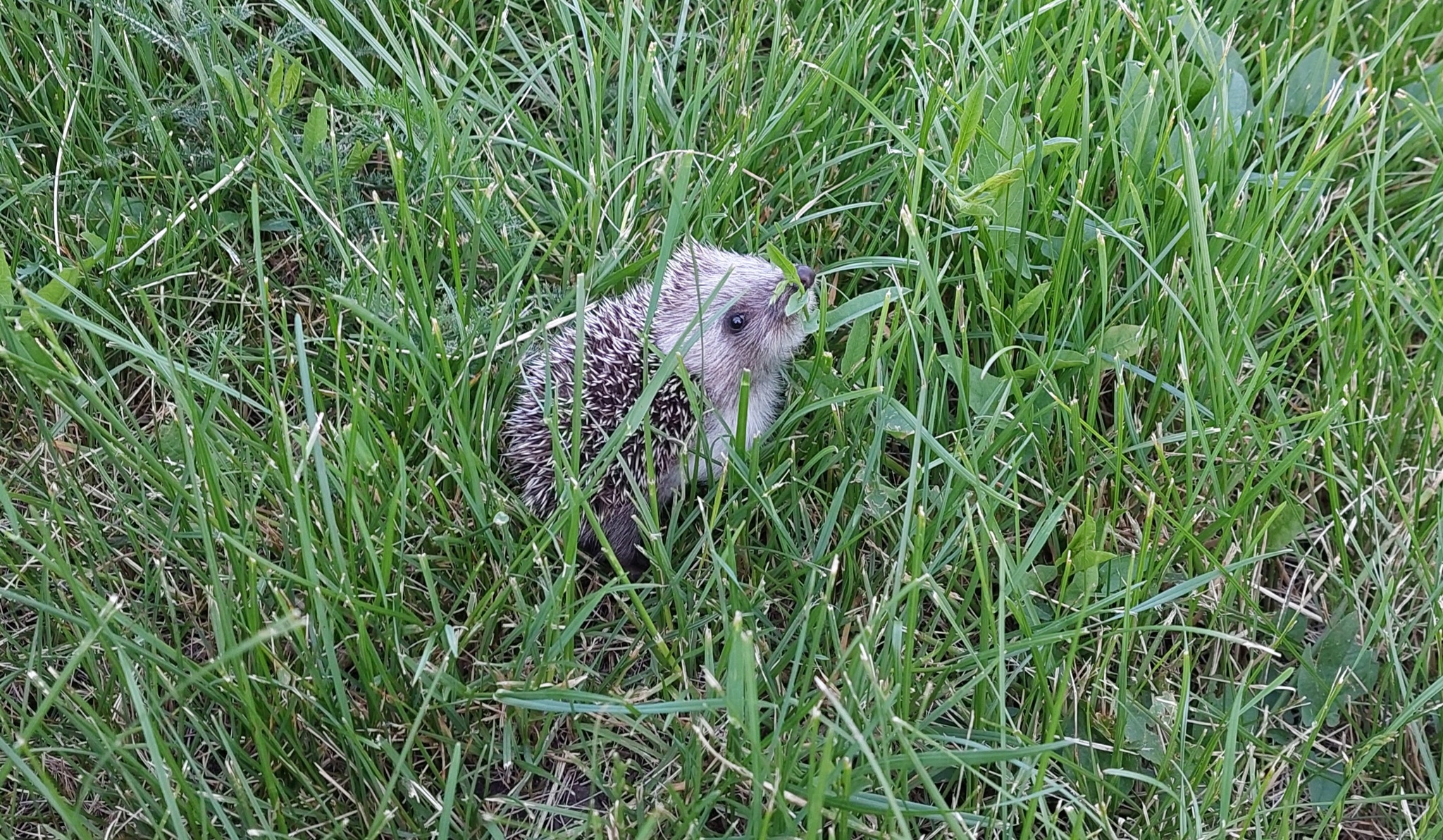 Just a cat and a hedgehog - My, Images, cat, Hedgehog, The photo